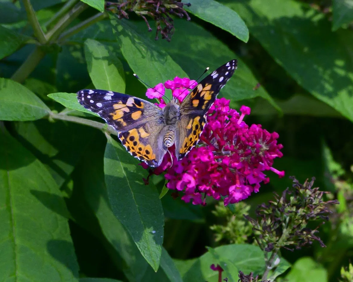 What Pollinators Teach Us About Interdependence 