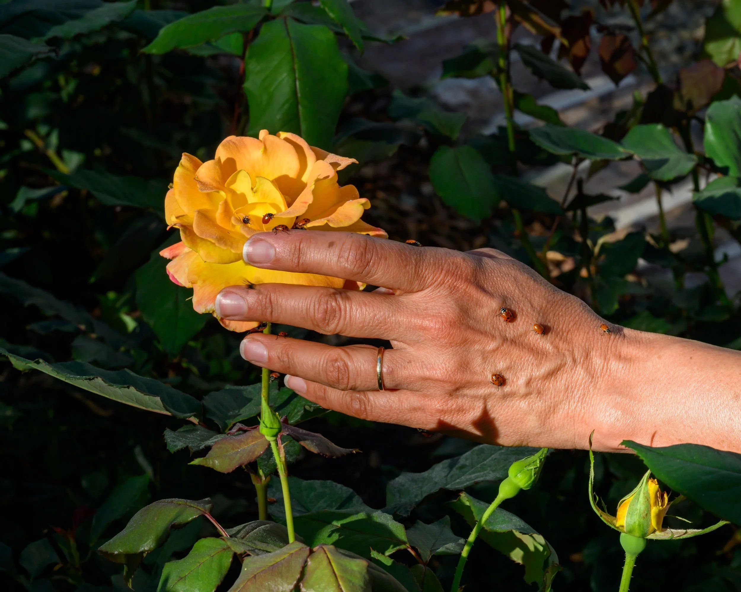 Touched by Nature 