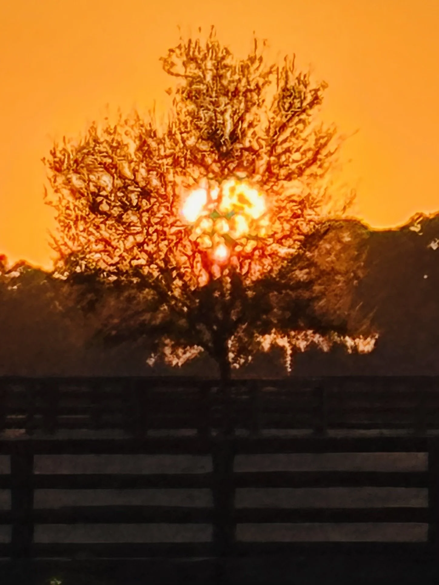 The Steady Promises of the Natural World 