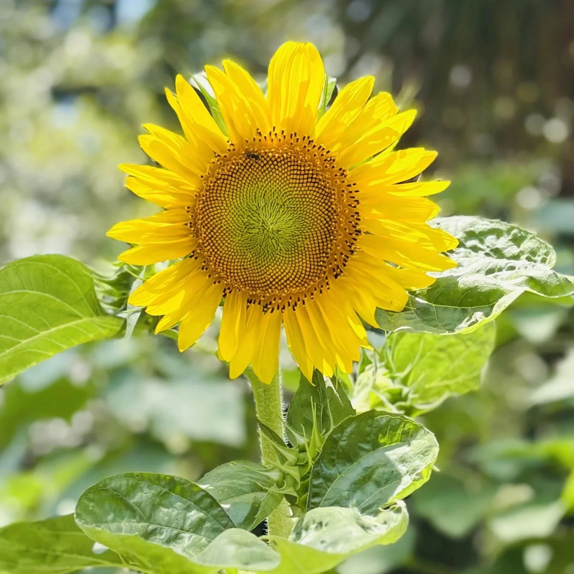 The Quiet Intelligence of the Garden 
