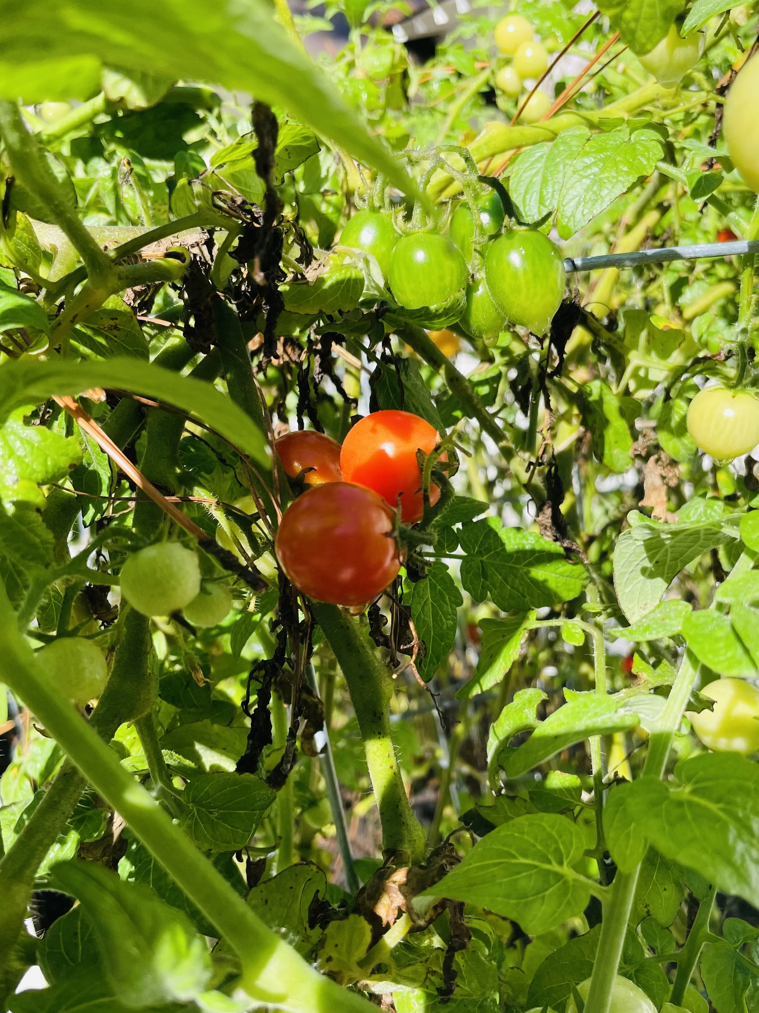 When We Travel, The Garden Grows 