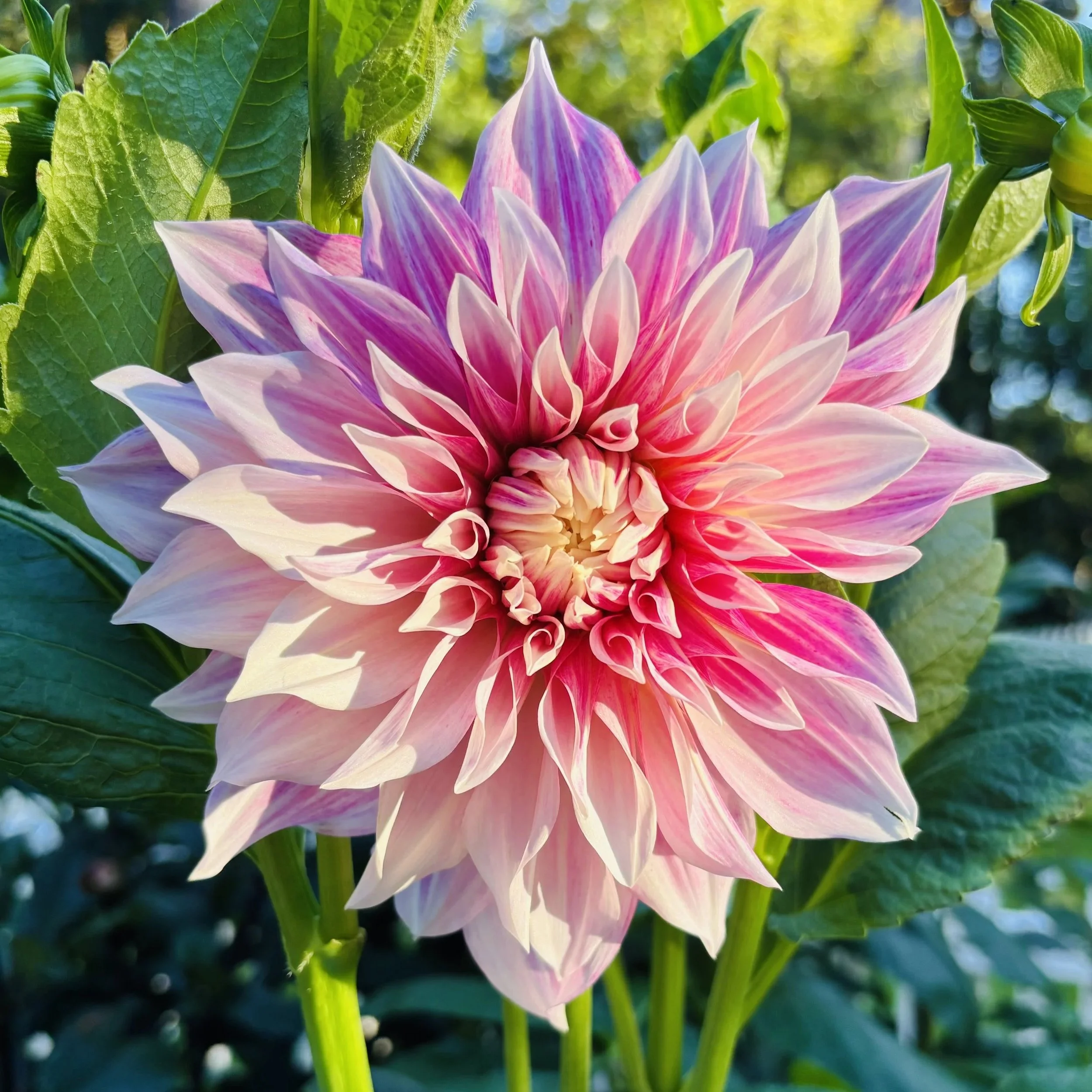 There Are Flowers, and Then   There are Dahlias