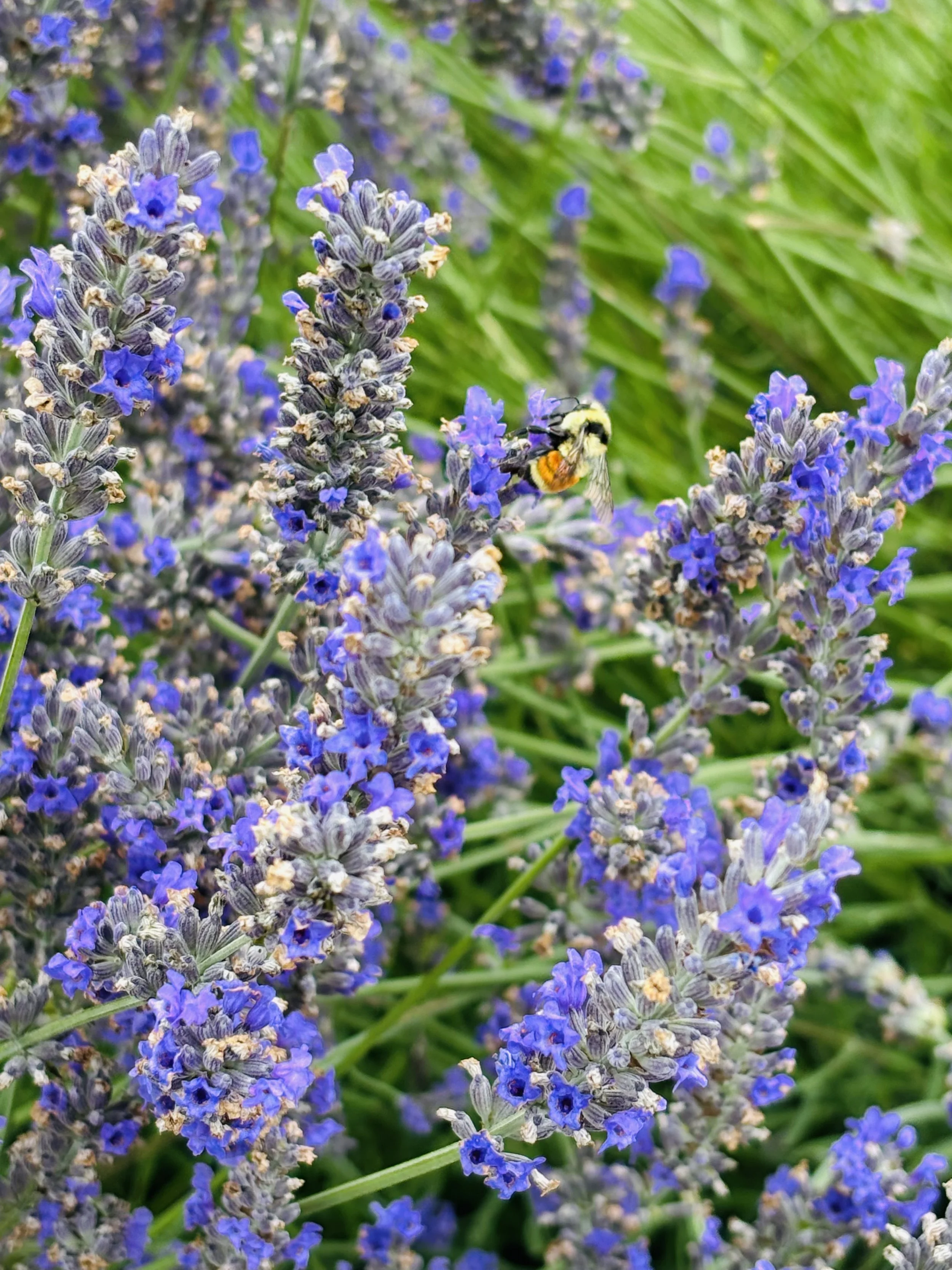 The Garden Apothecary Series ~ Part One: The Healing Power of Nature 