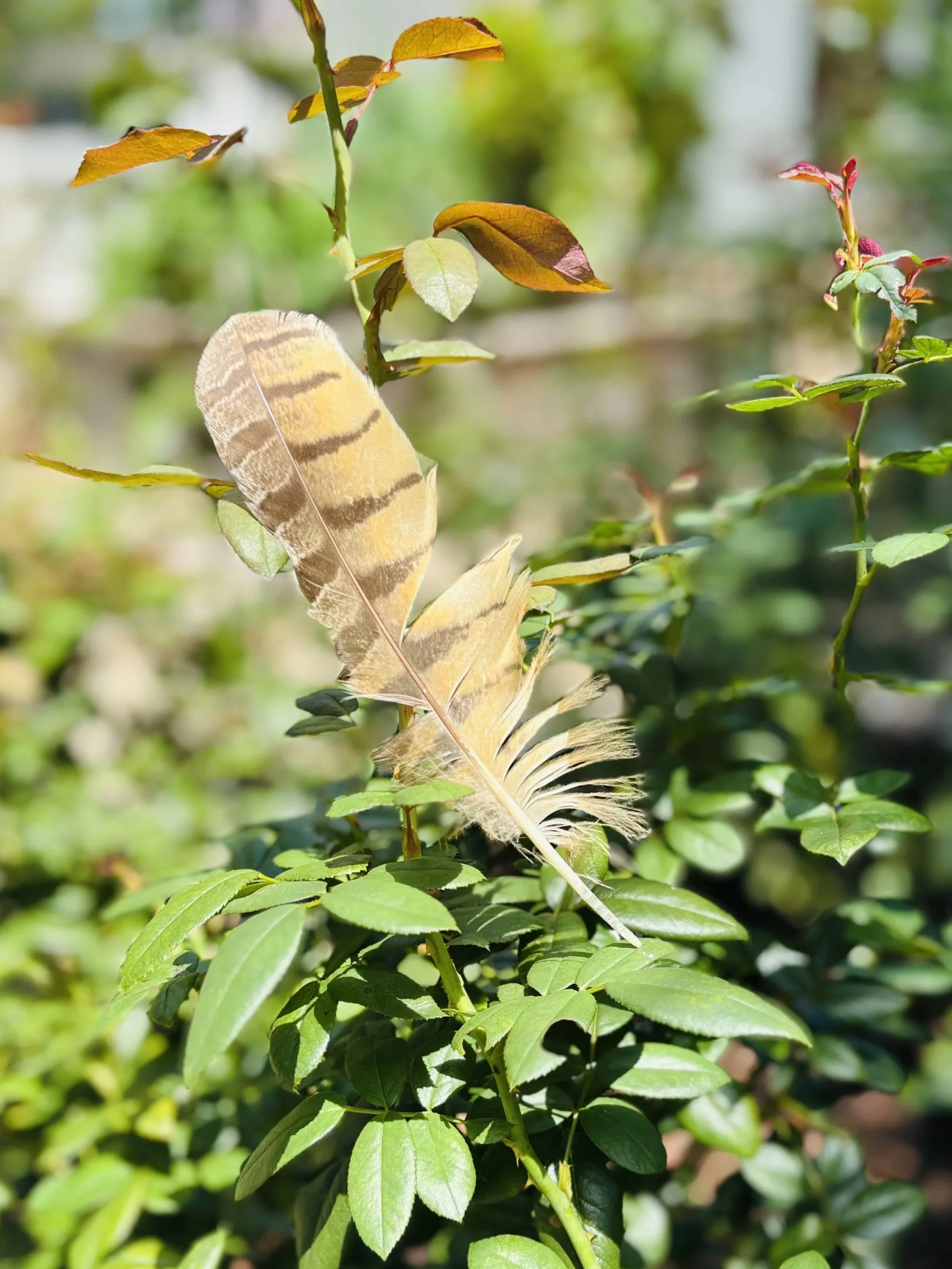The Gift of Staying Curious: What Nature Teaches Us When We Remain Open to Wonder 