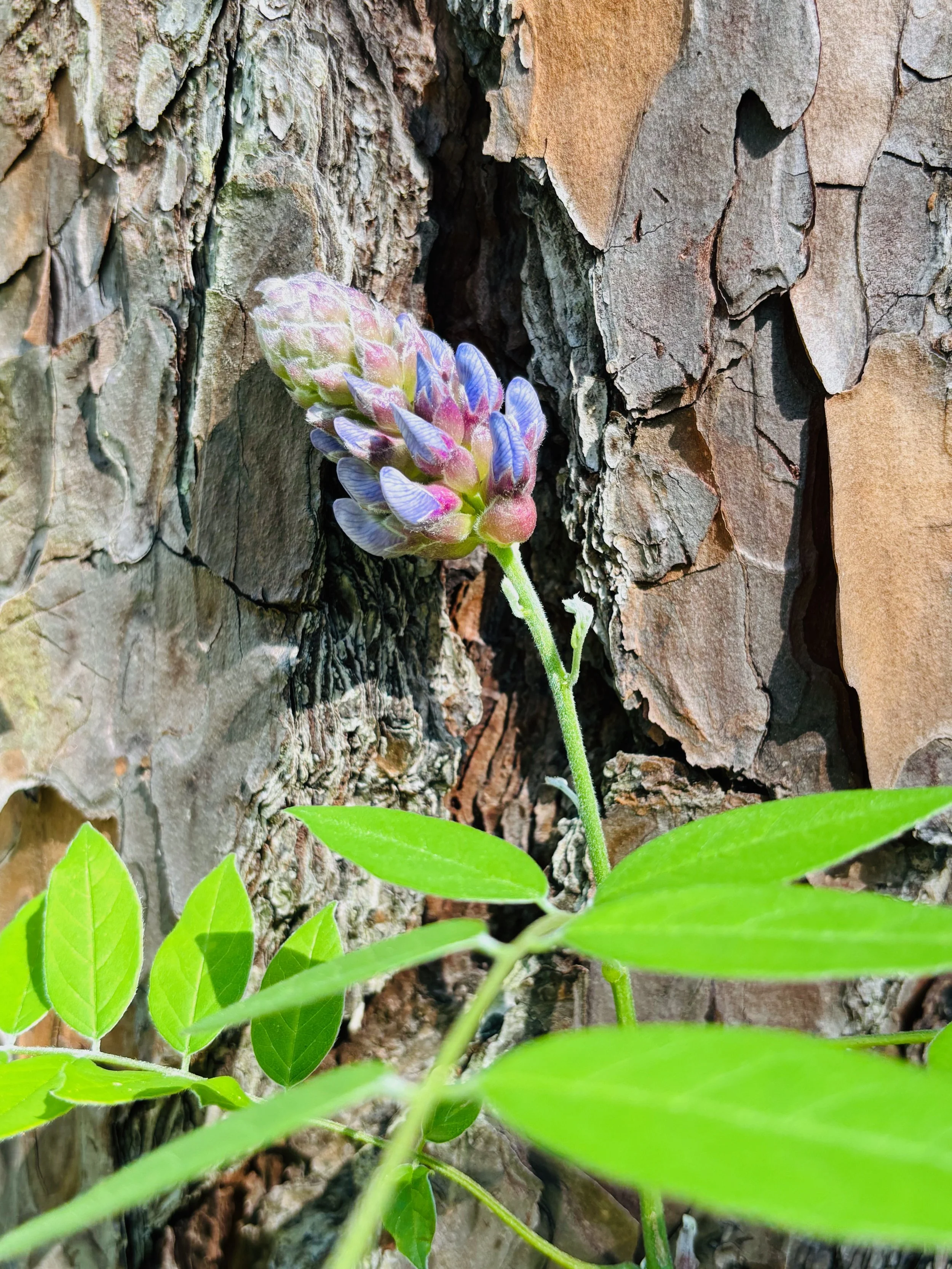 Close-up of a purple and pink flower growing in the crevice of a tree trunk with green leaves in the foreground.