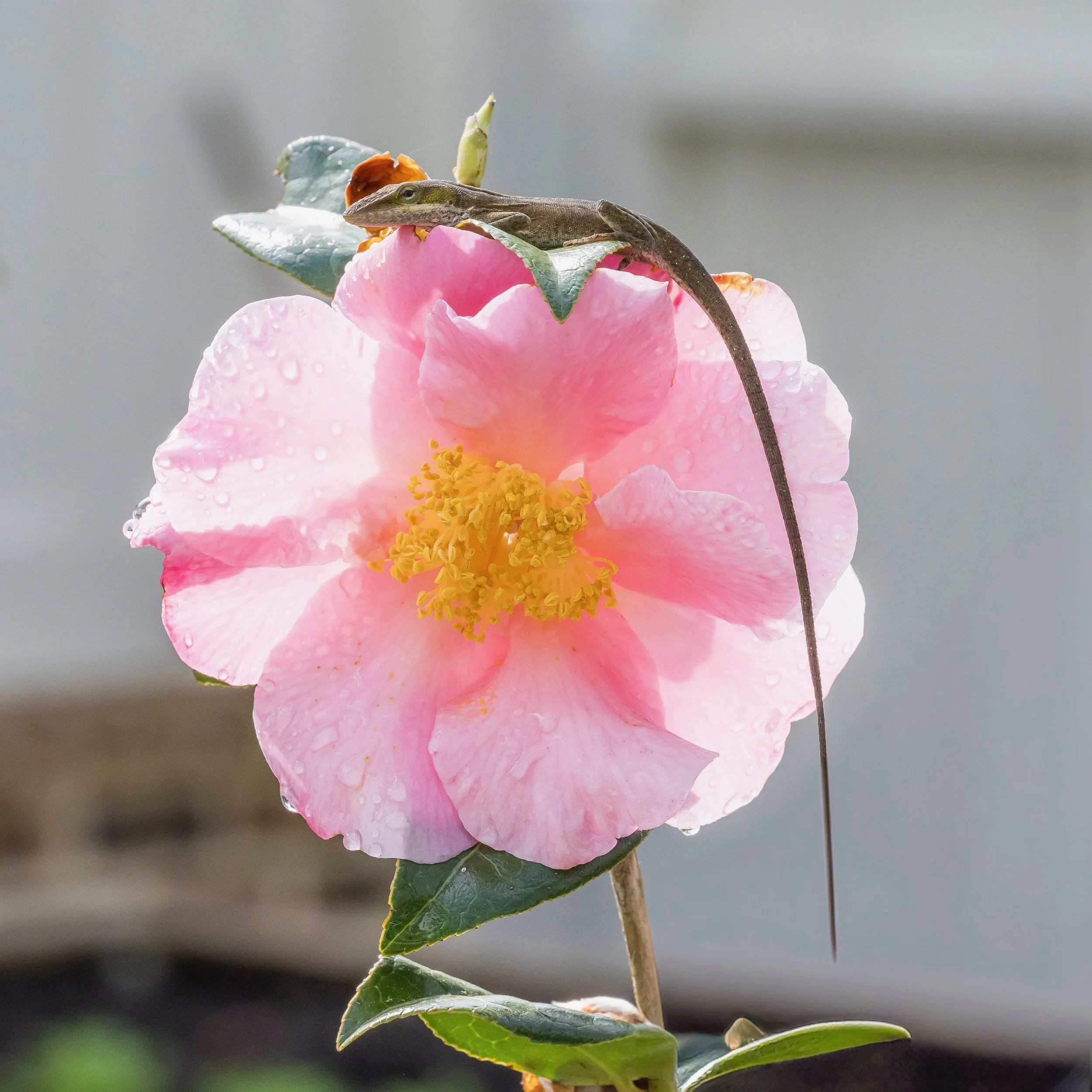 A small lizard resting on the pink petal of a blooming flower with water droplets, green leaves, and an indistinct background.