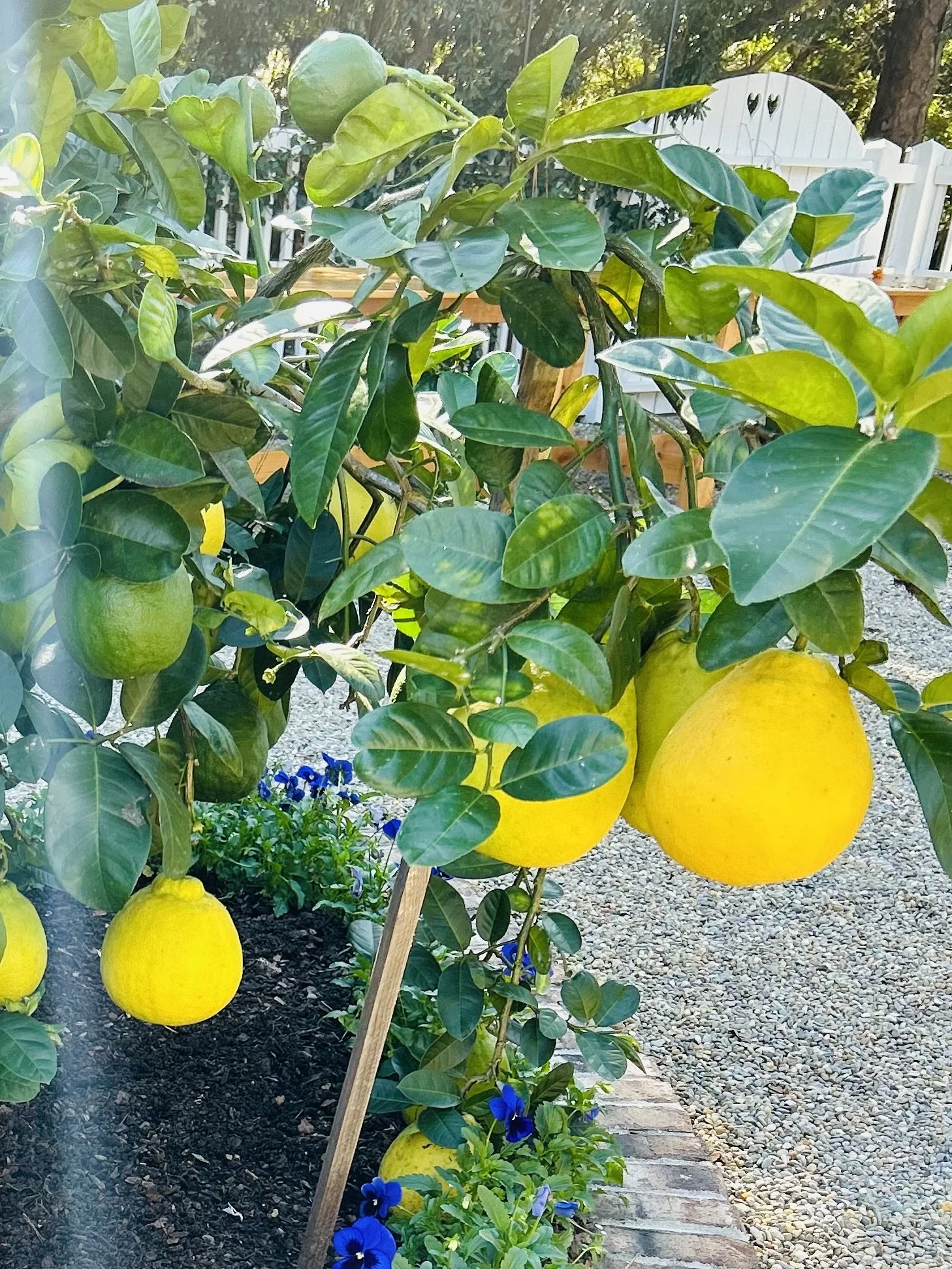 A lemon tree with ripe yellow lemons hanging among green leaves in a garden, with a white fence and small blue flowers below.