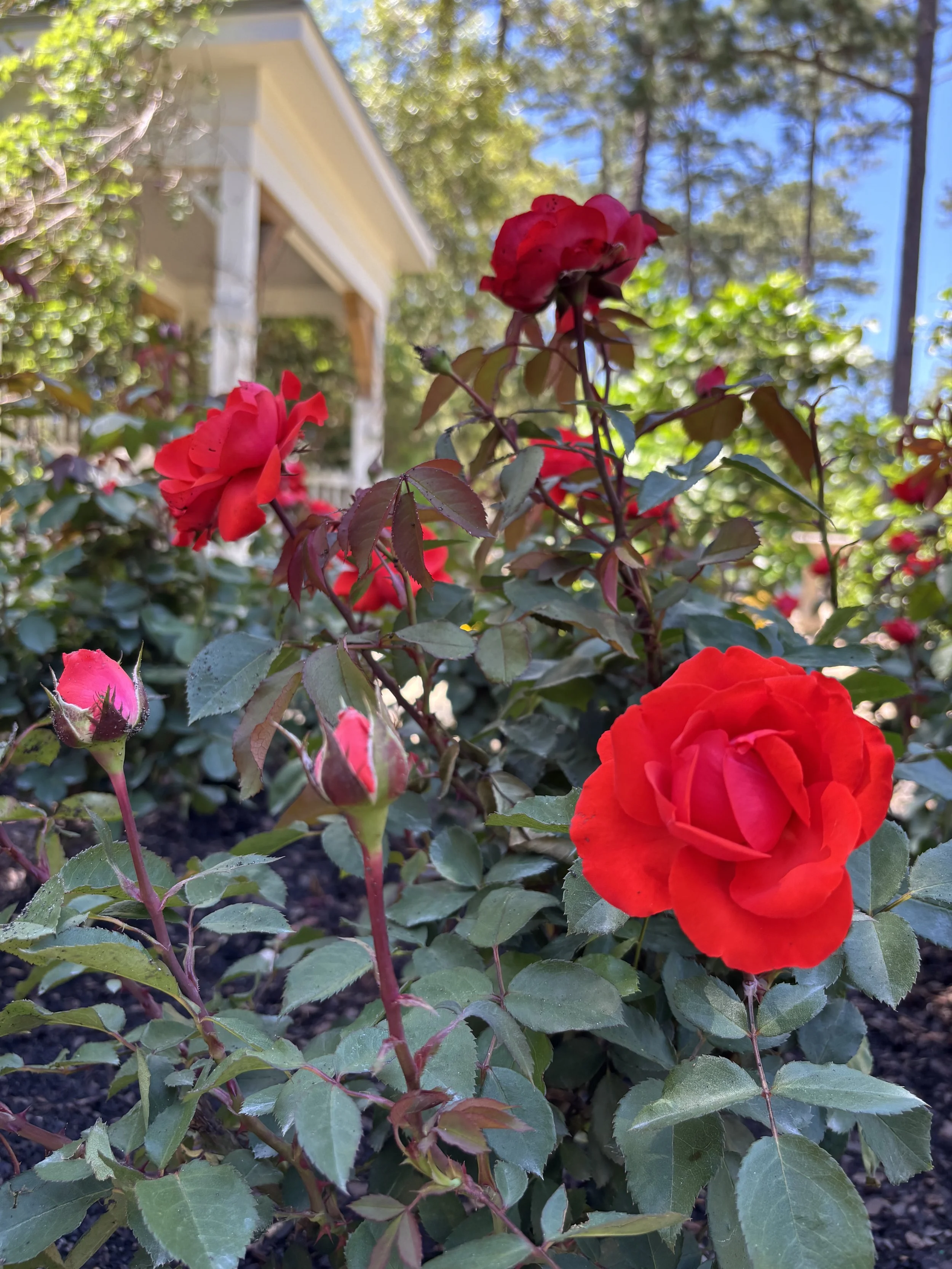 IMG_5903.jpeg