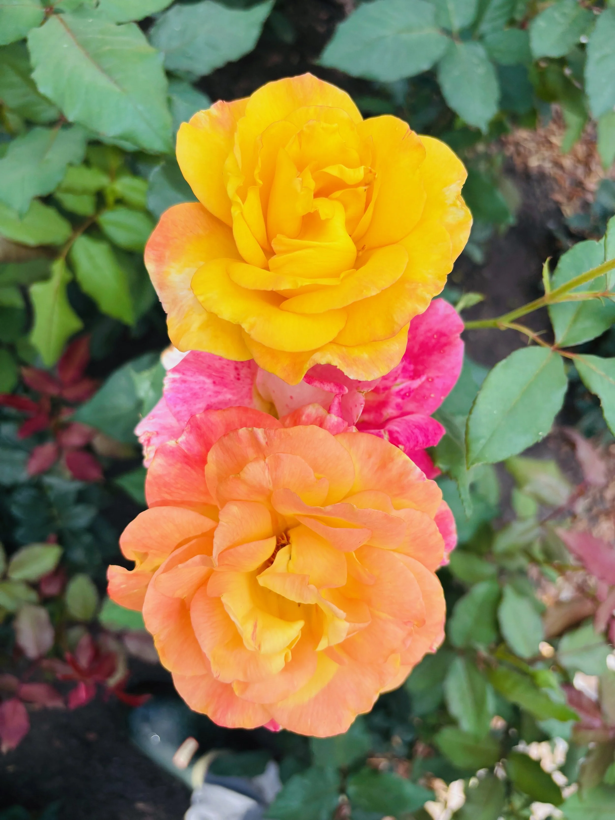 Three colorful roses in yellow, pink, and orange blooming on a bush with green leaves.
