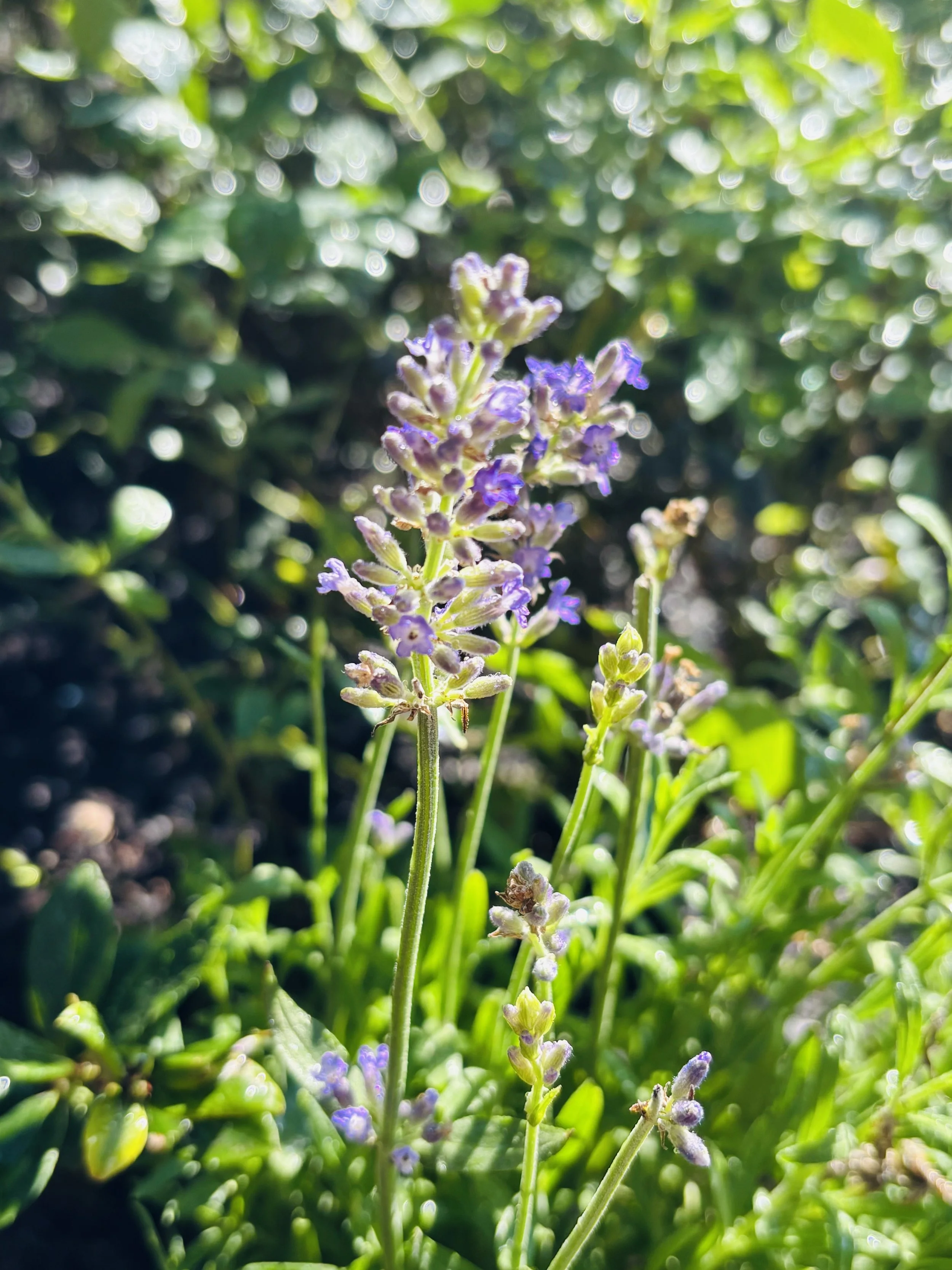 IMG_0327.jpeg