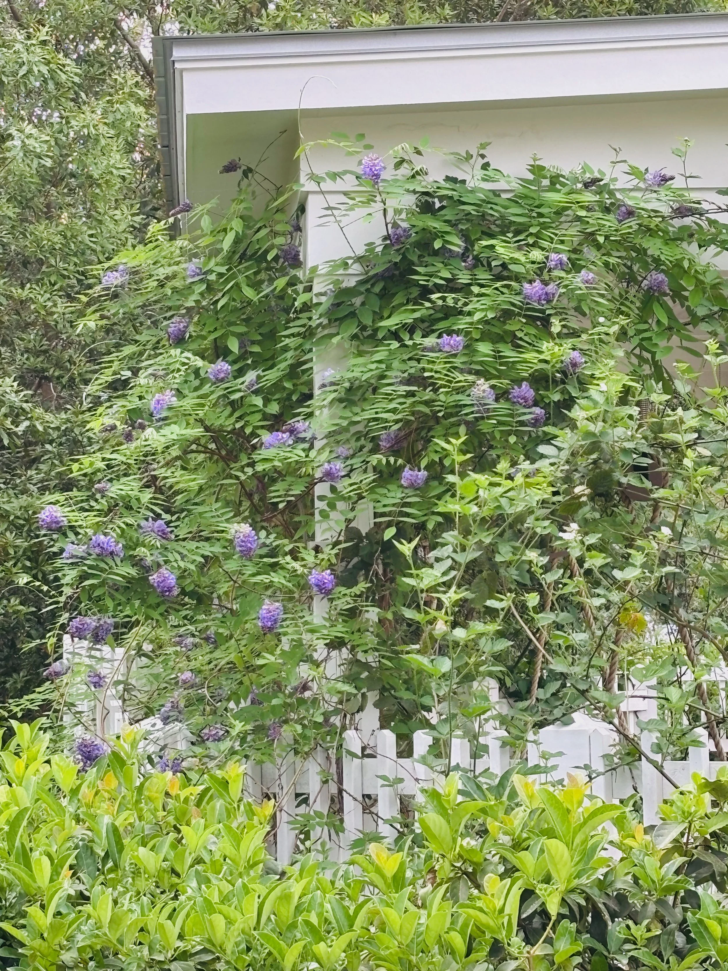 Vining plant with purple flowers growing on a white framework in a garden