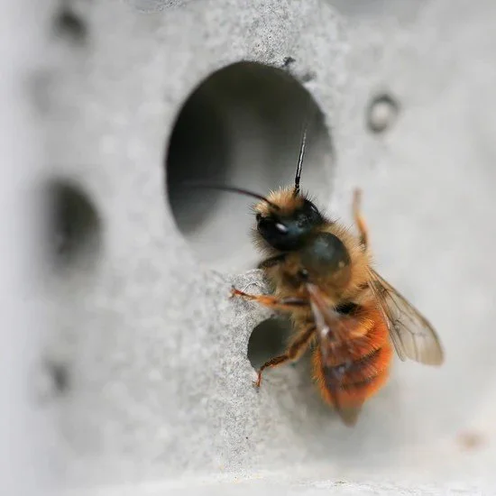 solitary-bee-on-bee-hotel-by-green-and-blue.jpeg