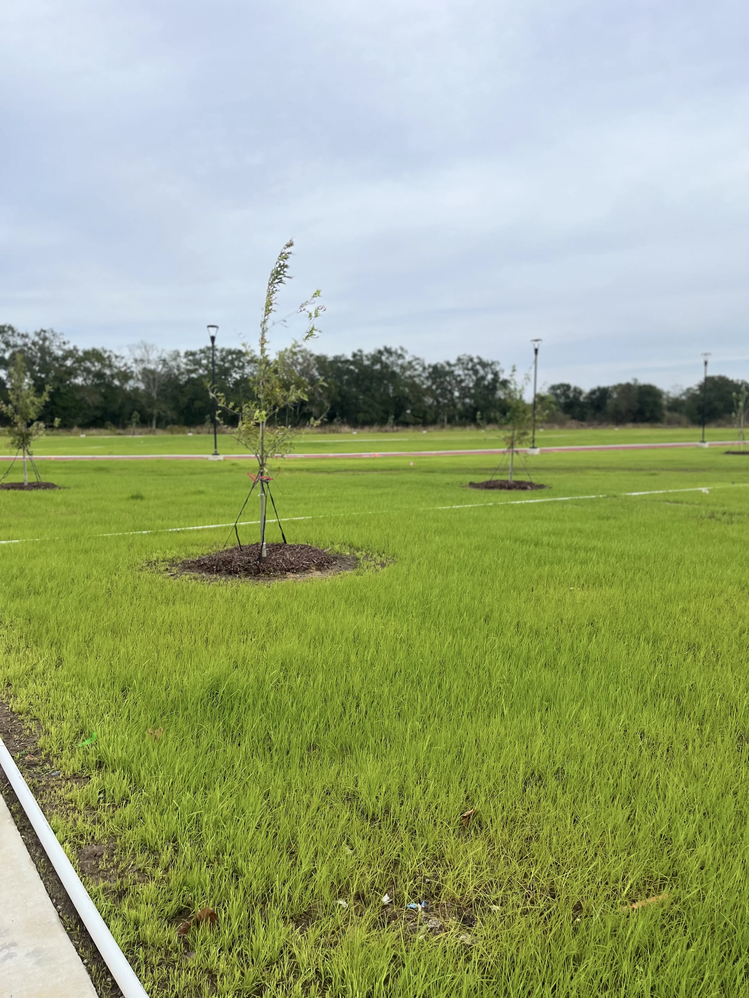 Young trees planted in a grassy field with evenly spaced lights and a cloudy sky