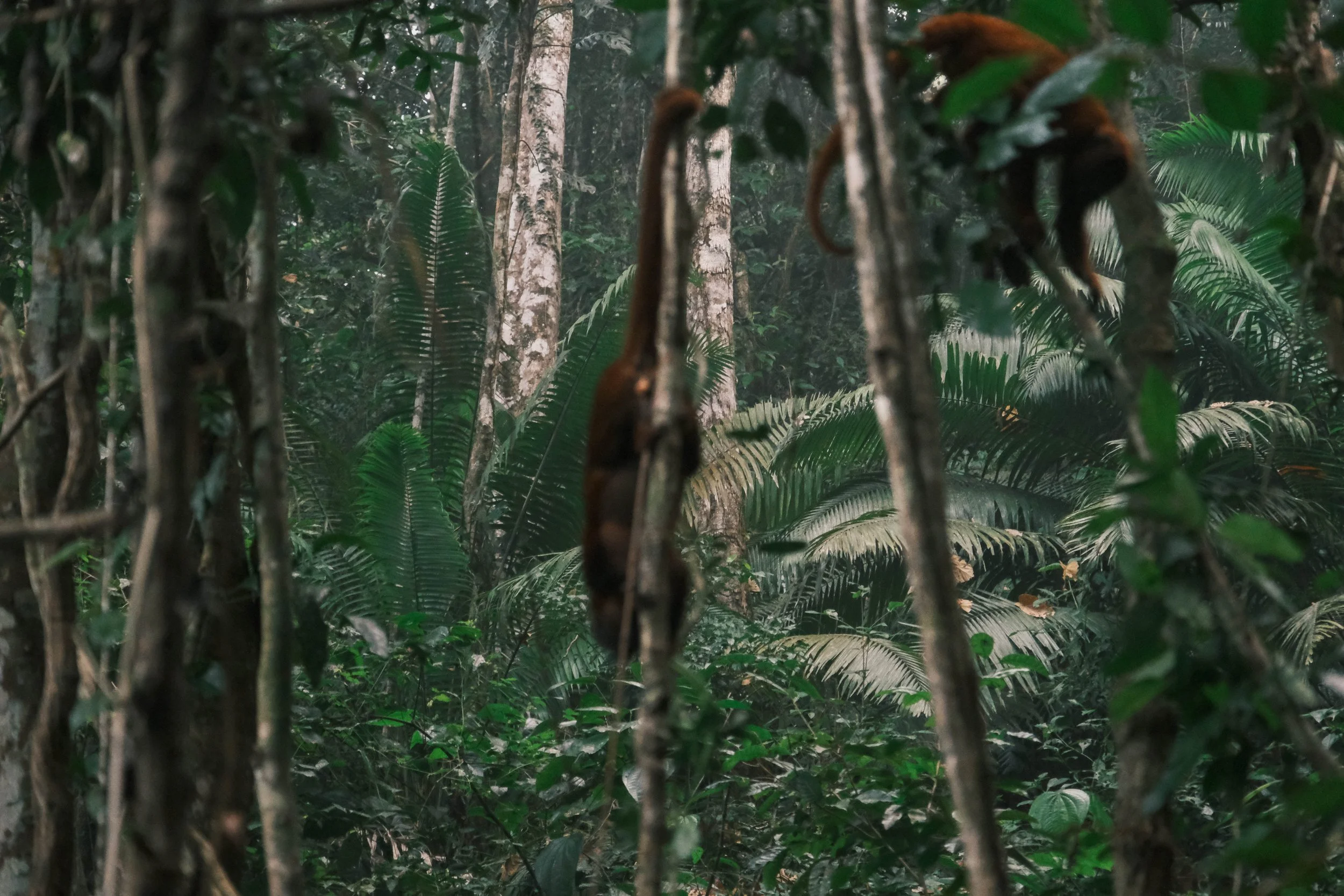 Singes hurleurs, Amazonie - Bolivie