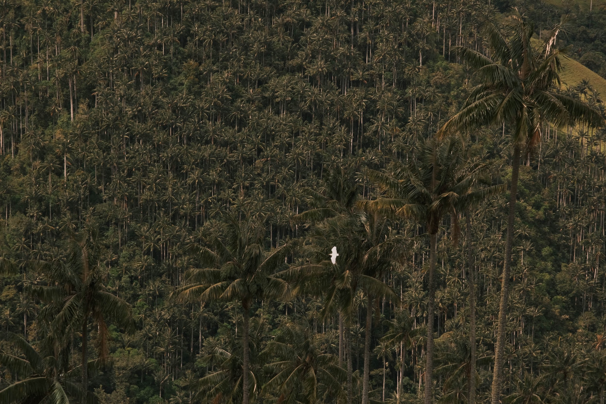 Oiseau blanc survolant la forêt de palmiers de la Carbonera – Colombie