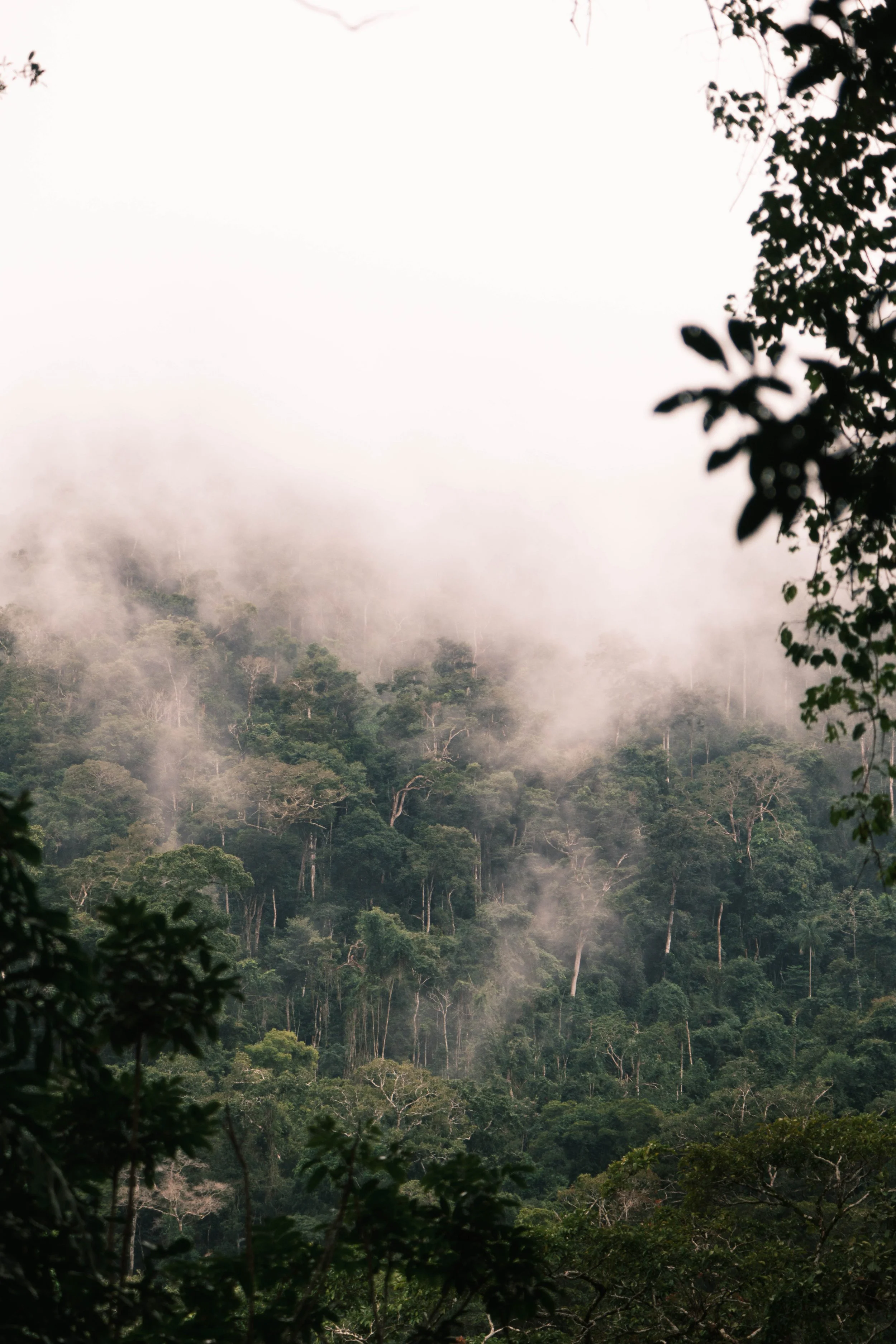  Canopée infinie de l'Amazonie - Bolivie