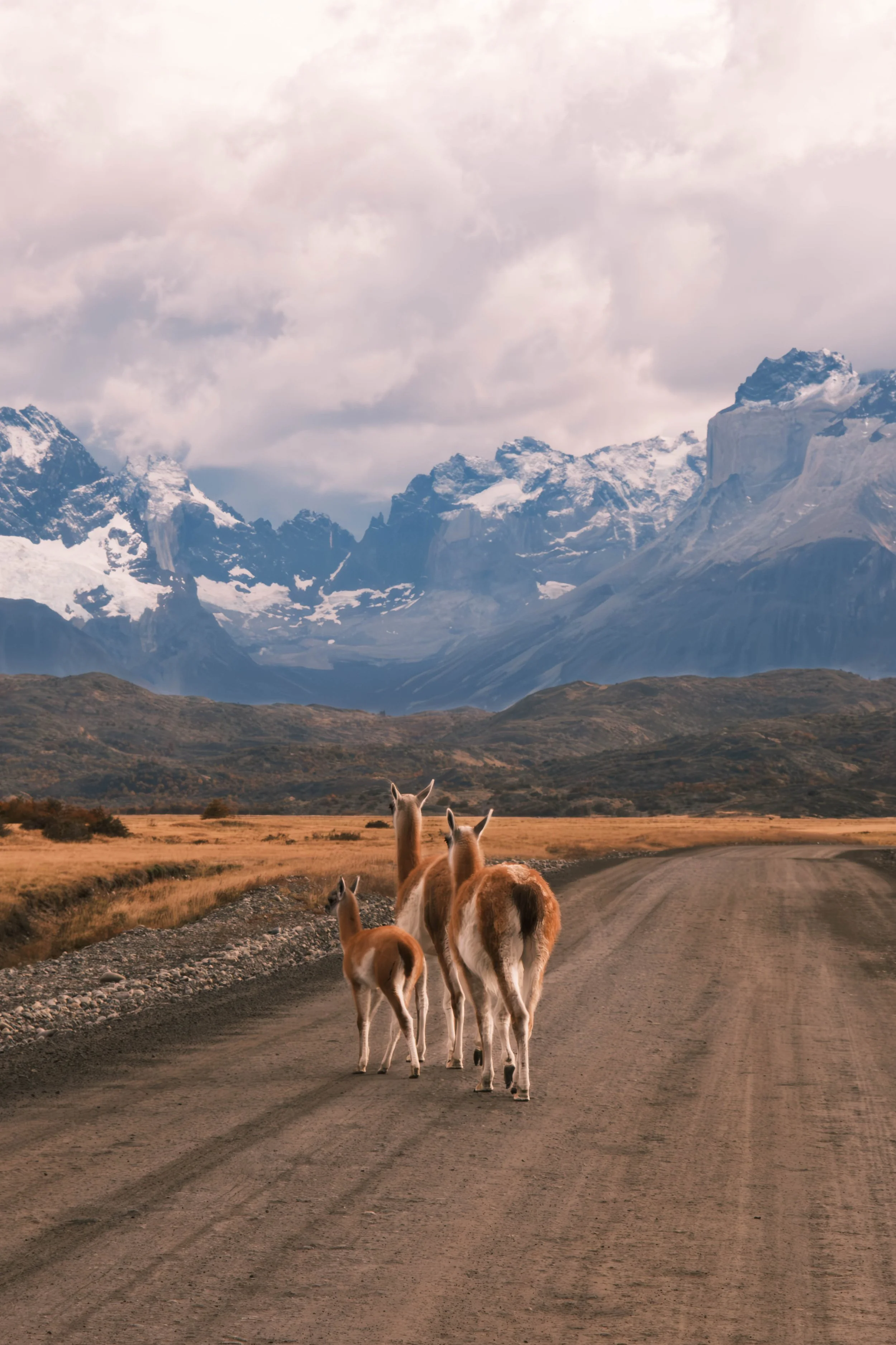 Guanacos traversant la route du parc Torres del Paine – Patagonie chilienne