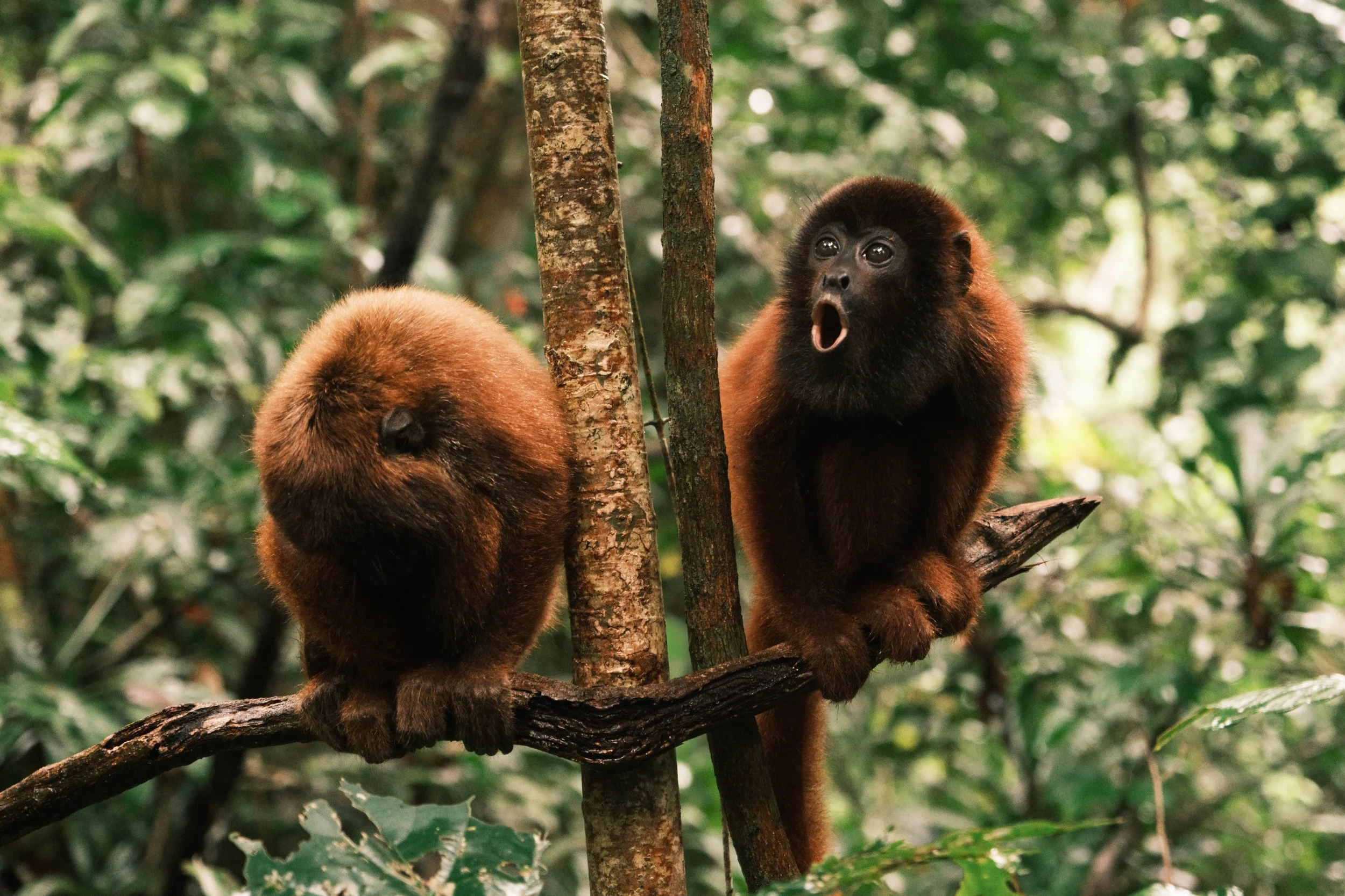 Duo de jeunes singes hurleurs  - Amazonie bolivienne