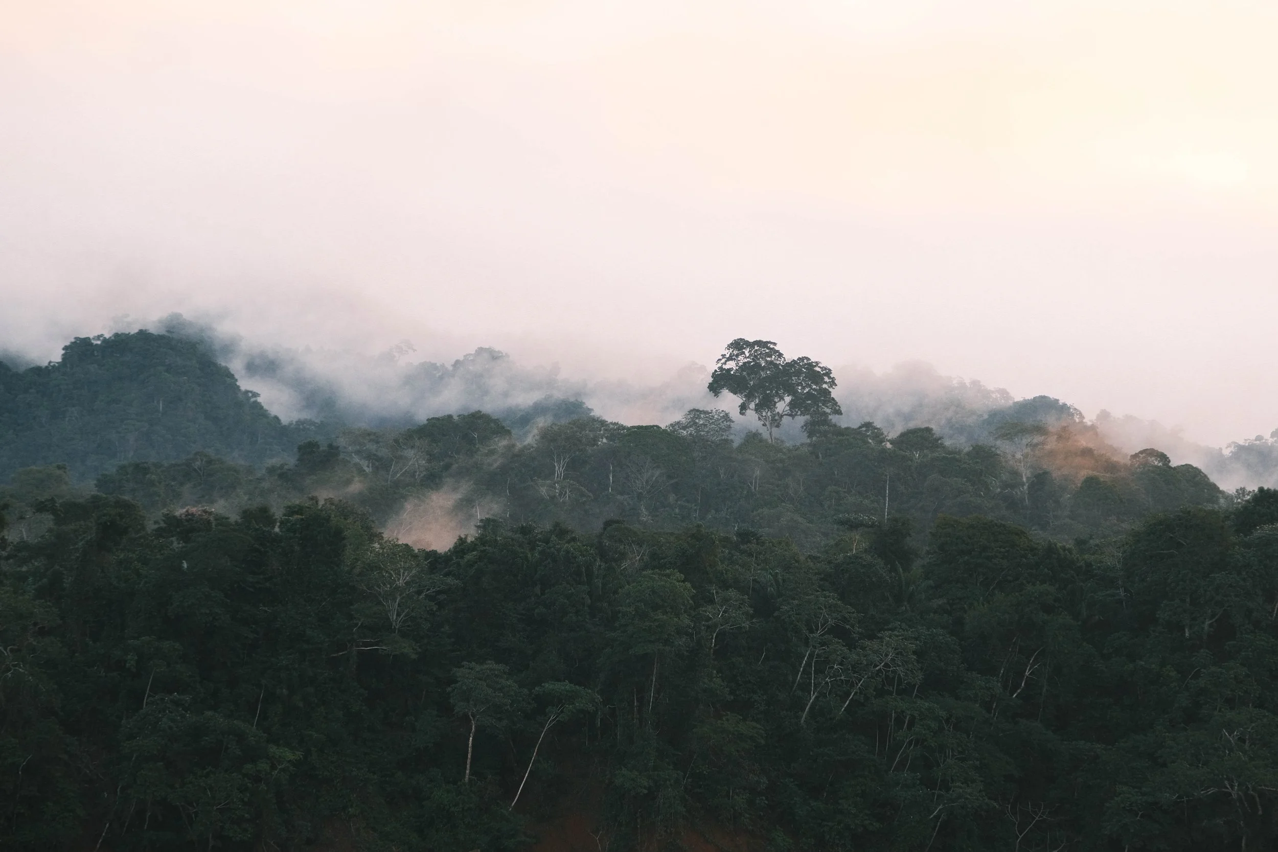 Canopée de l'Amazonie émergeant des nuages – Bolivie