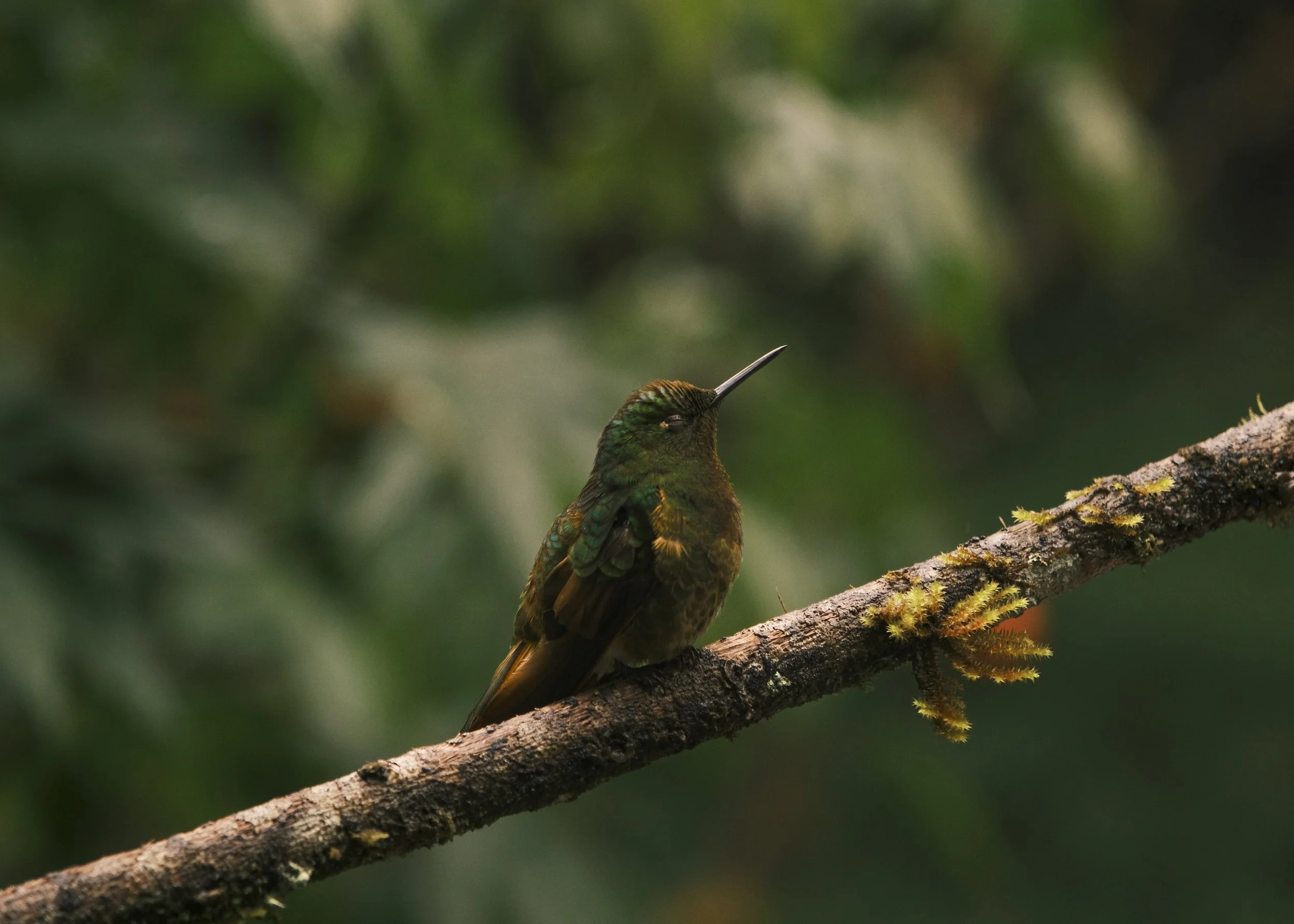 Colibri, emblème local - Colombie
