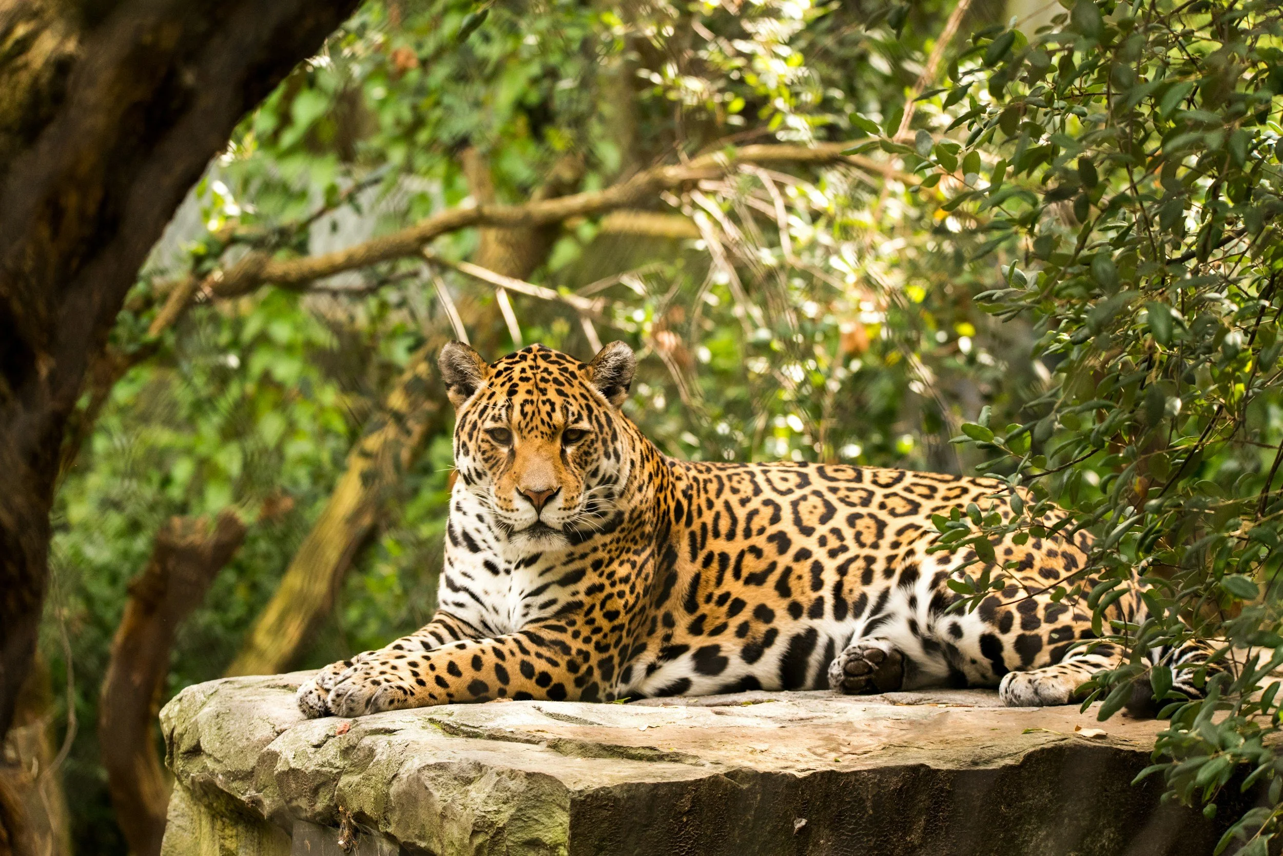 A jaguar resting on a rock in a lush green forest with dense foliage.