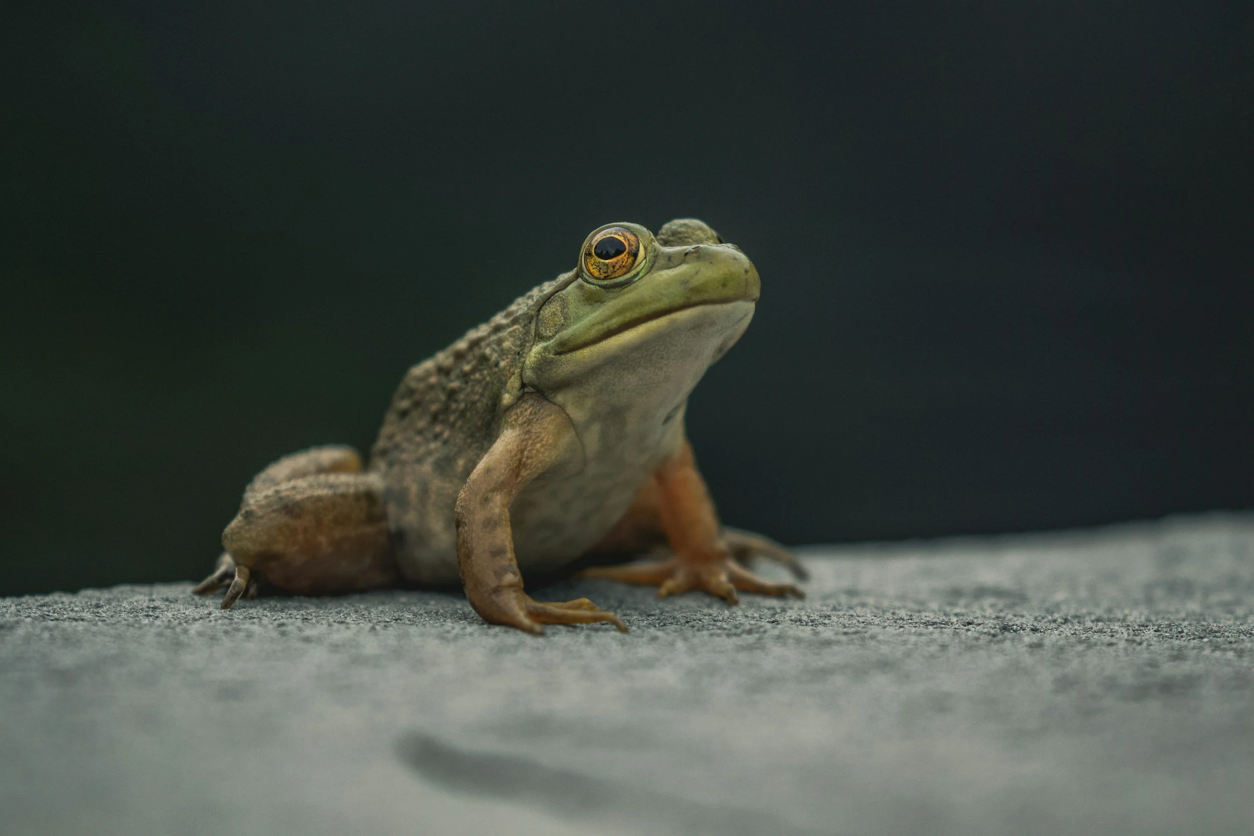 A frog sitting on a rock with dark background, showing the frog's head and eyes in focus.