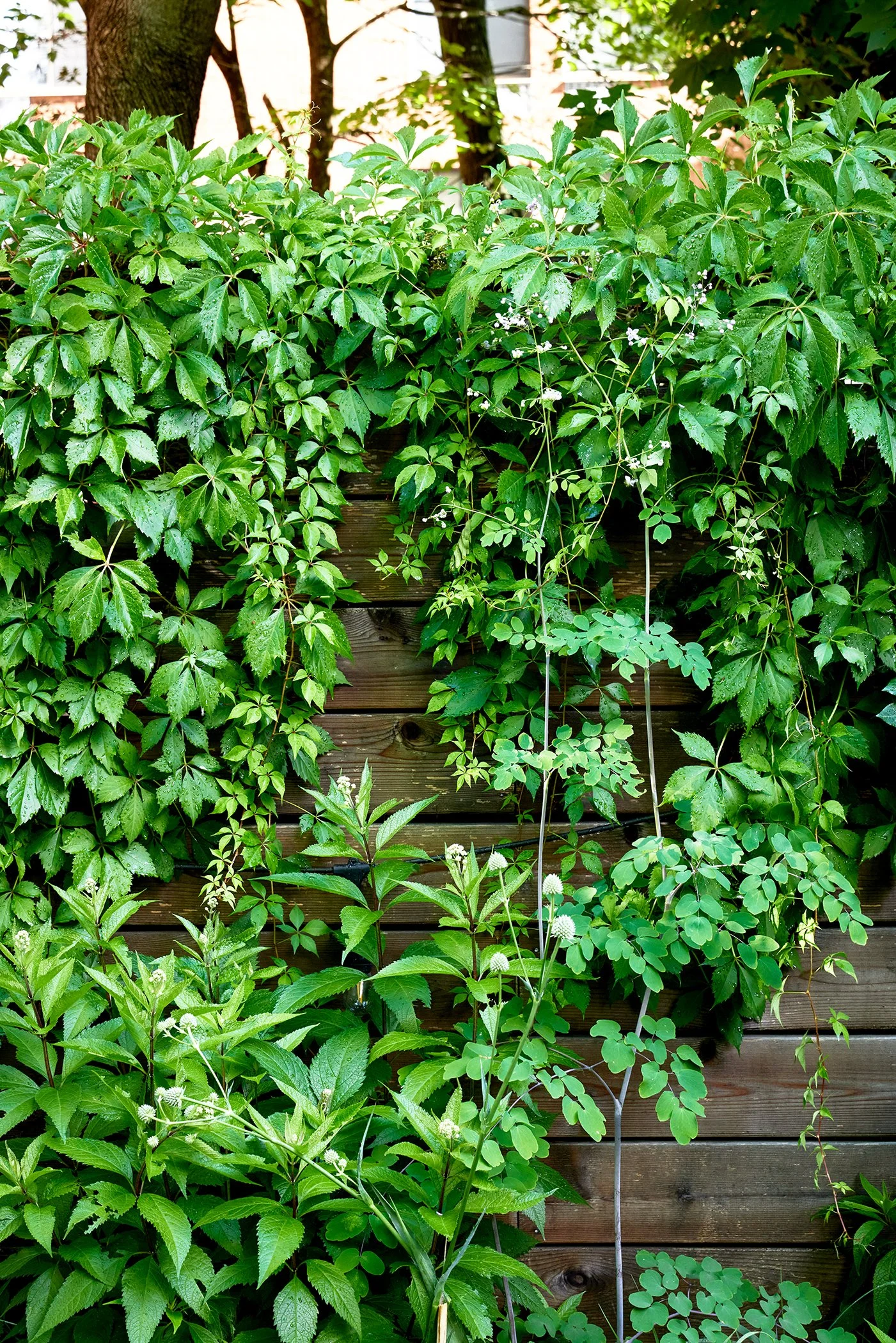 A lush green garden with various leafy plants climbing on a wooden fence.