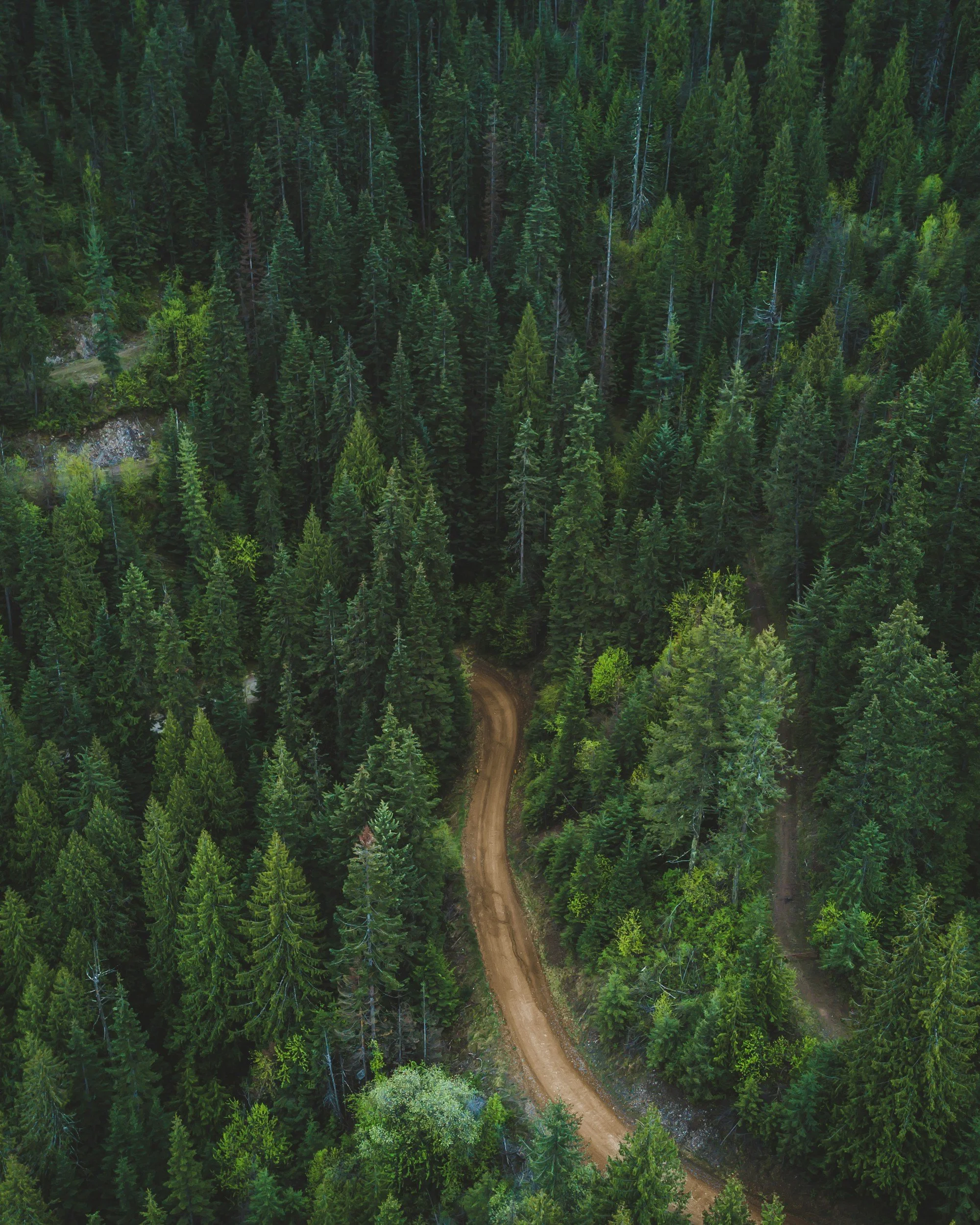 An aerial view of a dense forest with a dirt road winding through the trees.