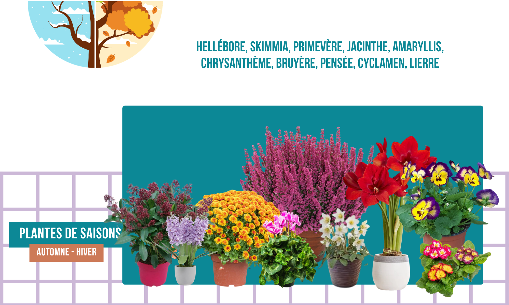 Image de plusieurs plantes de saison en pot, avec texte indiquant que ce sont des plantes automne-hiver.