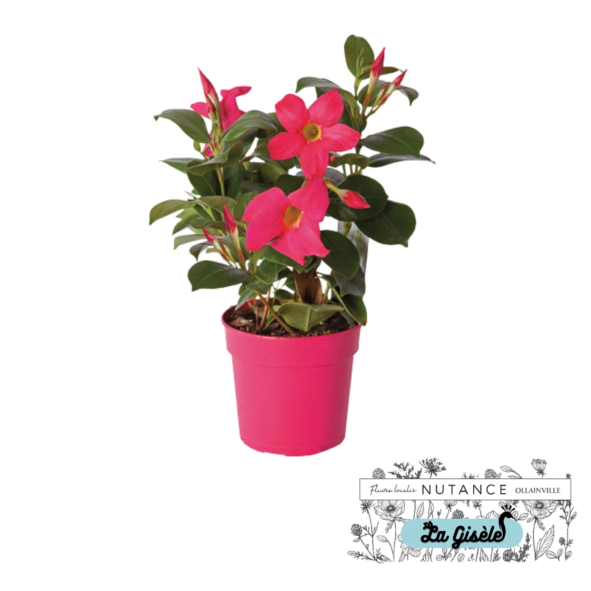Une plante en pot avec des fleurs roses, identifiée comme La Giséle, située à Ollainville.