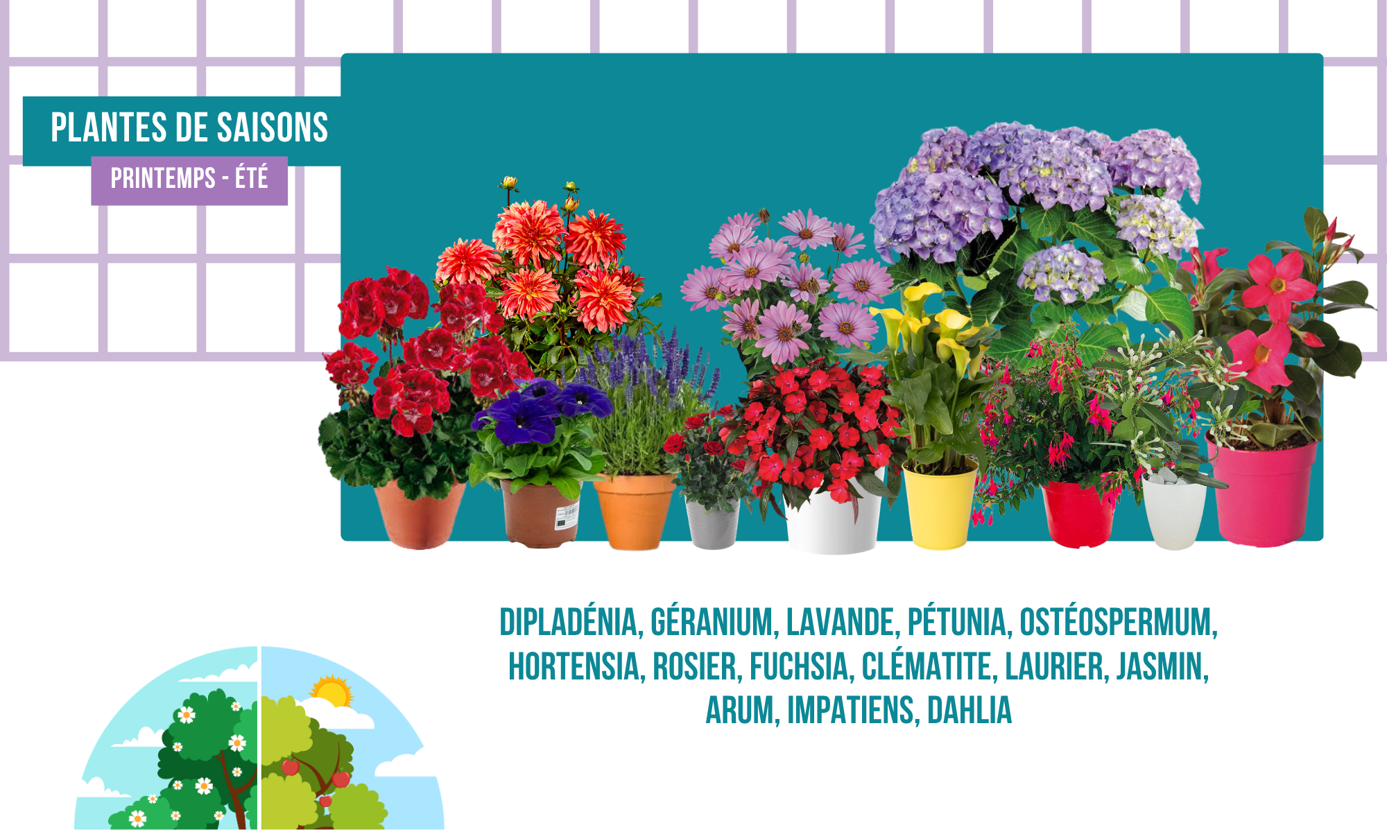 Photo de différentes plantes en pot telles que dipladénia, géranium, lavande, pétunia, ostéospermum, hortensia, rosiers, fuchsia, clématite, laurier, jasmin, arum, impatients, Dahlia, dans un contexte de saison printanière ou estivale.