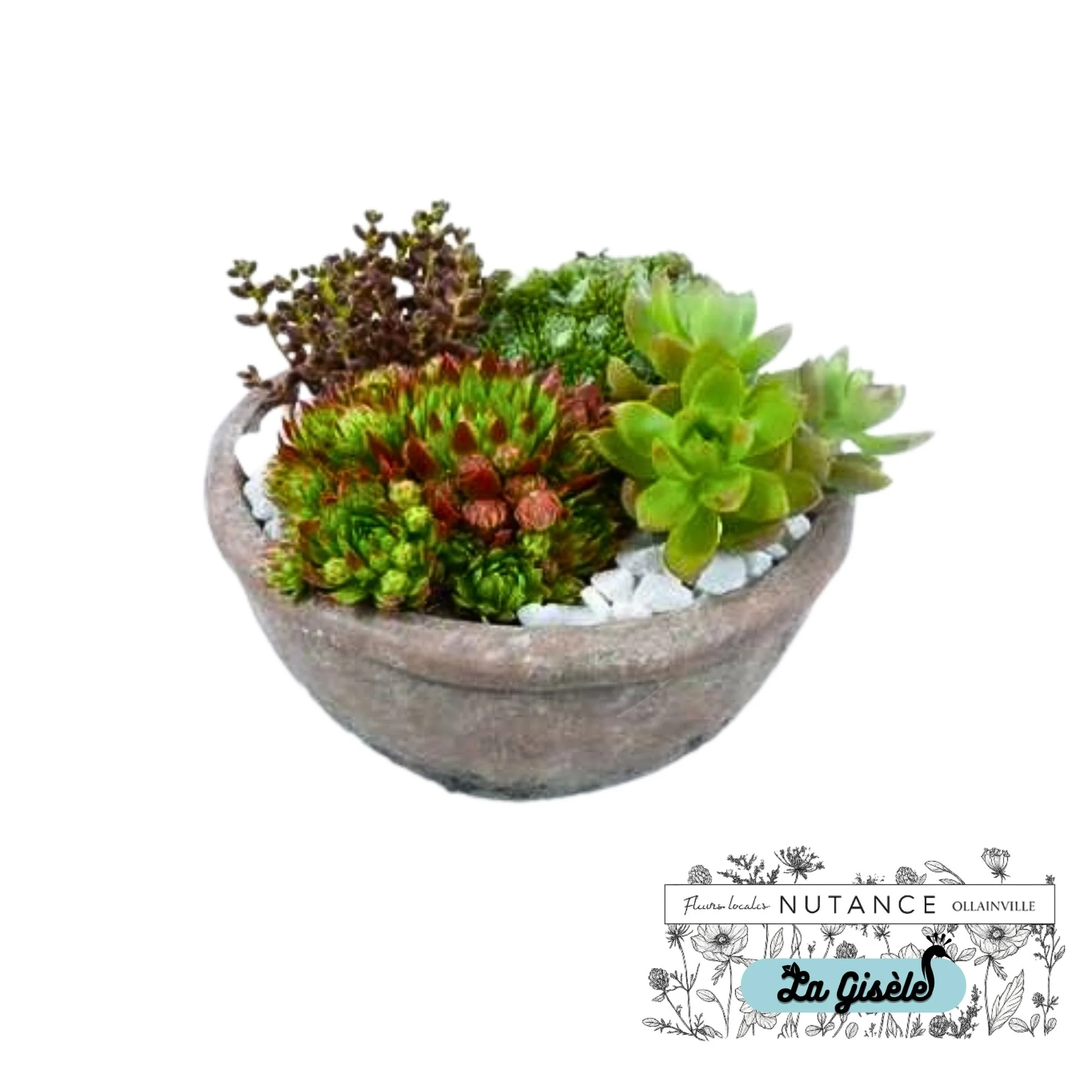 Une image montrant un lit de plantes succulentes dans un pot en pierre, avec un fond blanc. Il y a aussi une section inférieure avec des illustrations de fleurs et du texte indiquant "NUTANCE" et "La Gisèle".