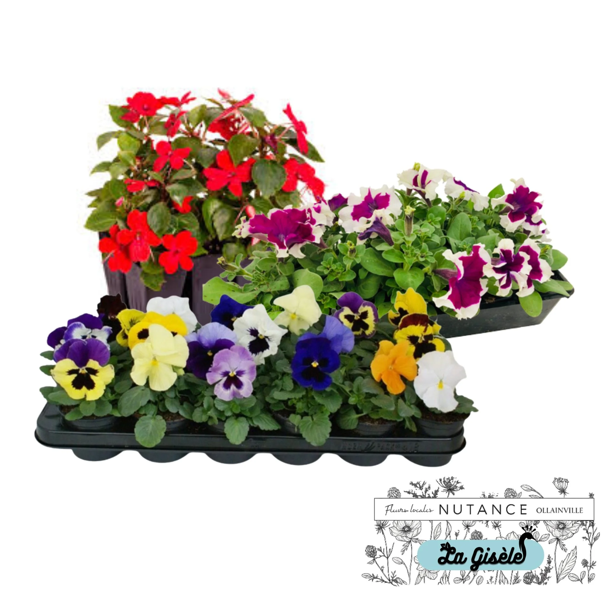 Ventes de plants de fleurs et de végétaux, comprenant des pétunias, des pensées, et autres fleurs colorées, dans une serre ou un point de vente