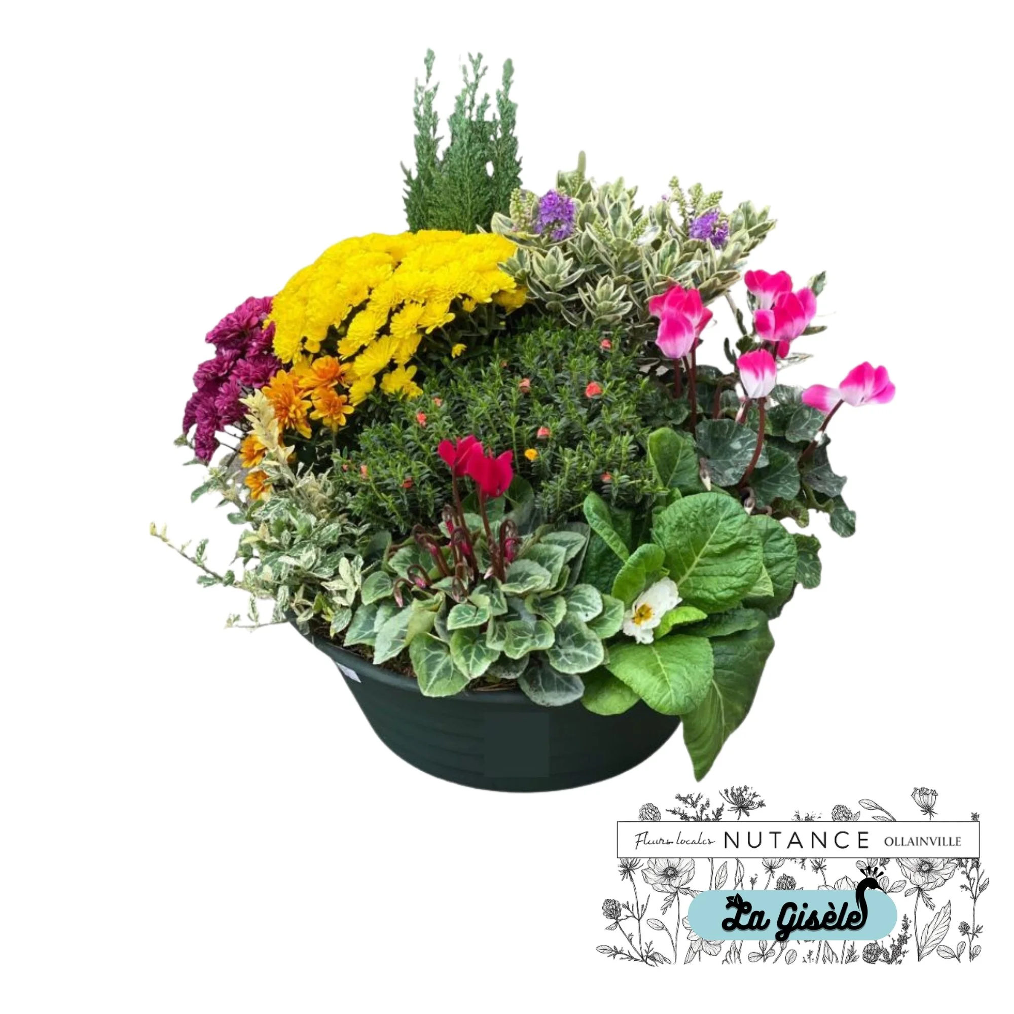 Arrangement floral composé de différentes fleurs telles que des chrysanthèmes jaunes, des cyclamens roses, des petits œillets orange, des errant rush et des feuilles vertes décoratives dans un pot noir.