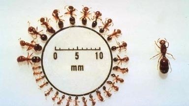 Red Imported Fire Ant