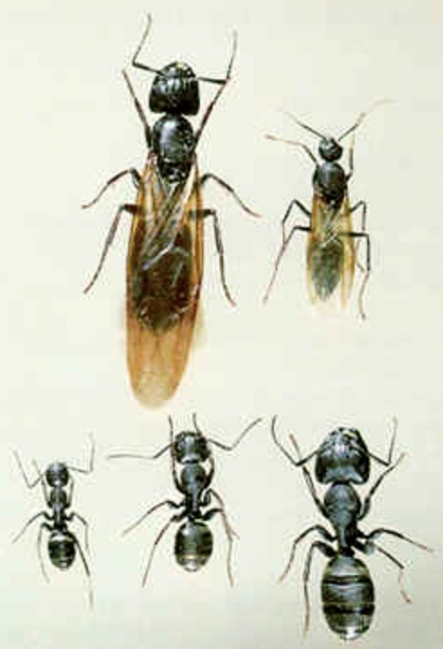 Carpenter Ant