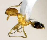 Pharaoh Ant