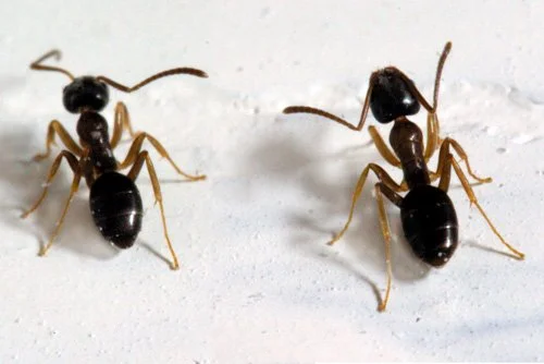 Odorous House Ant