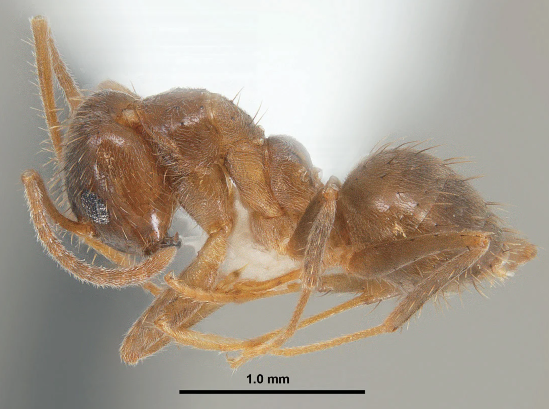 Tawny Crazy Ant