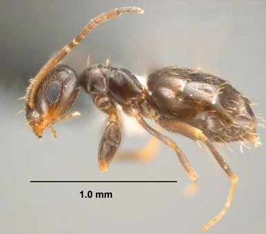 Rover Ant
