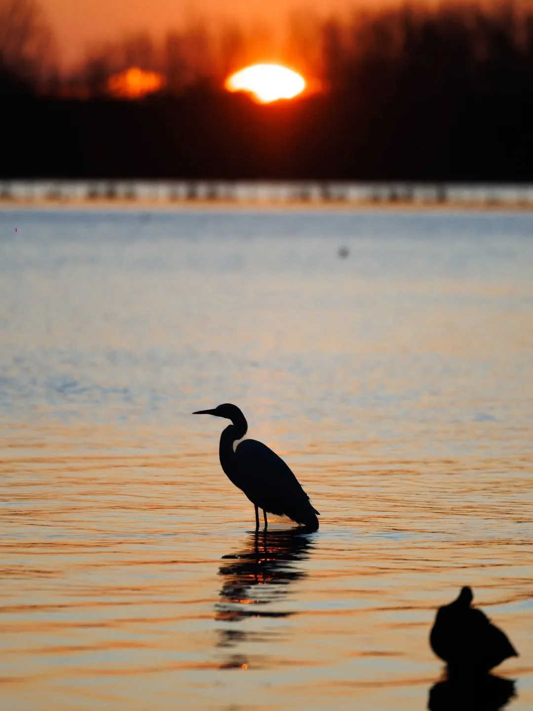 A lone heron, silhouetted in the shallow water, stands motionless at sunrise as the first light spreads across Lake Kerkini.

🦩 Fan facts about birdlife in Kerkini 🦩

- Lake Kerkini is one of Europe&rsquo;s most significant wetland ecosystems and a