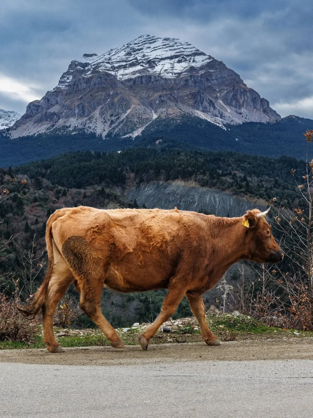 In the Tzoumerka mountains, cattle are raised through semi-free alpine grazing.
During summer, herds move to higher altitudes where they feed on wild mountain grasses and drink from natural springs. In winter, they descend to lower pastures. This tra