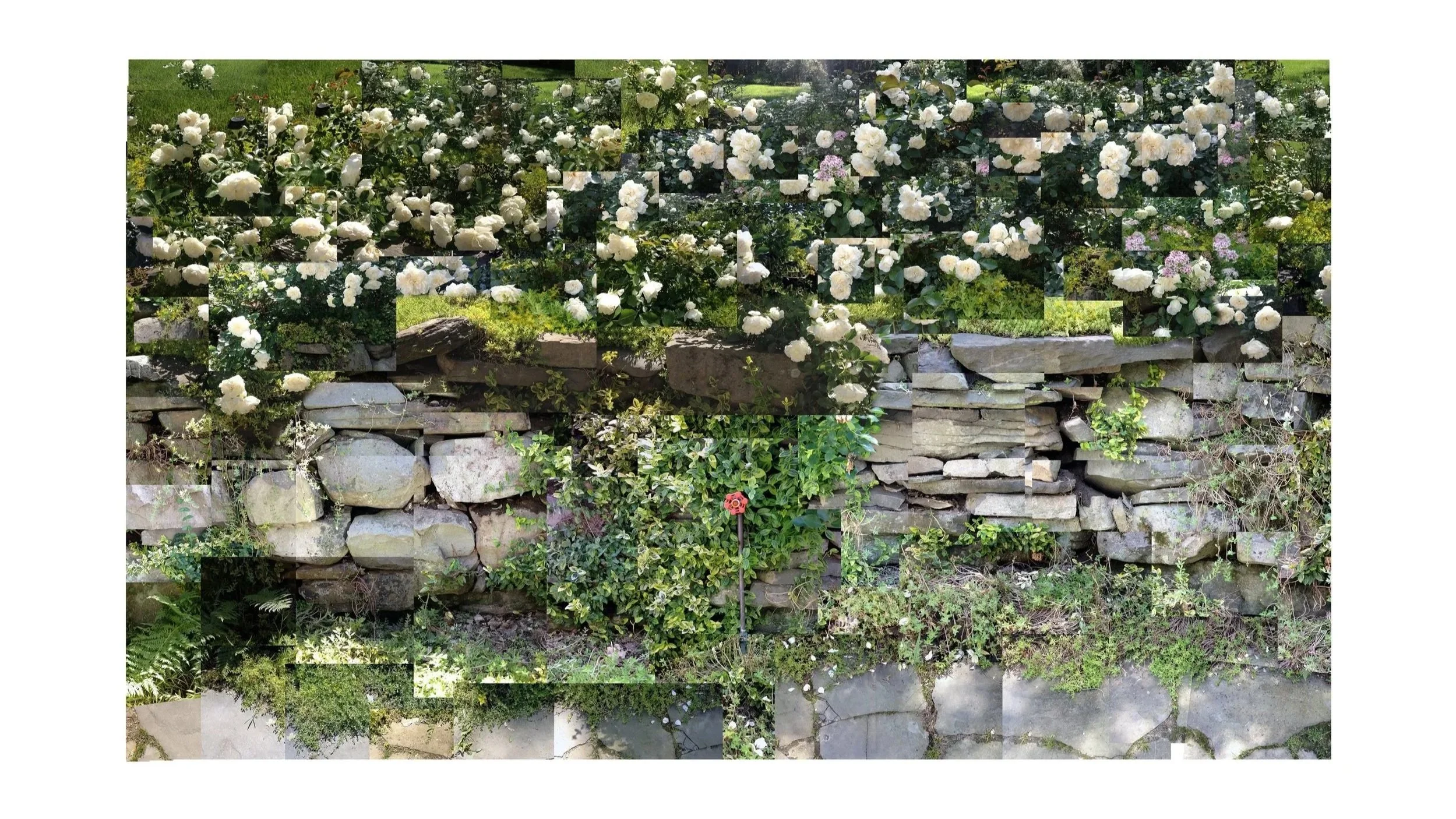 Stone Wall with Roses, Highland, New York, 2008  60x40”