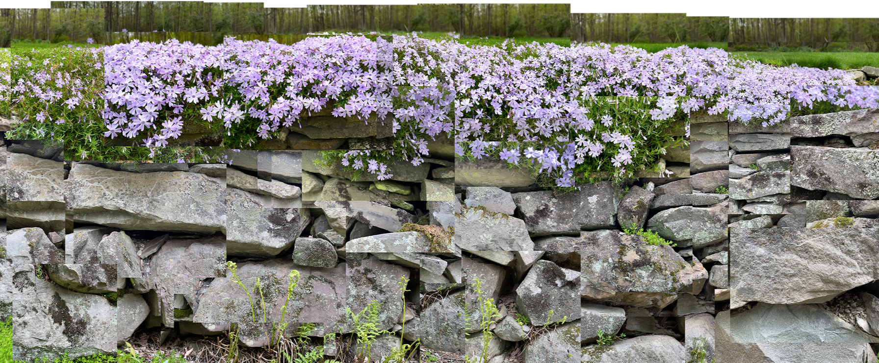Stone Wall with Phlox, Highland, New York 2019  