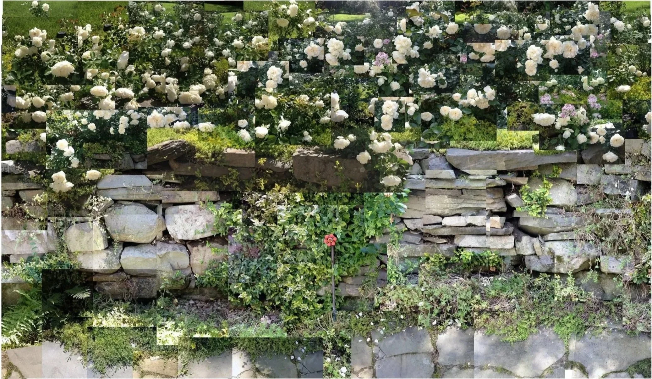 Stone Wall with Roses, Highland, New York, 2008