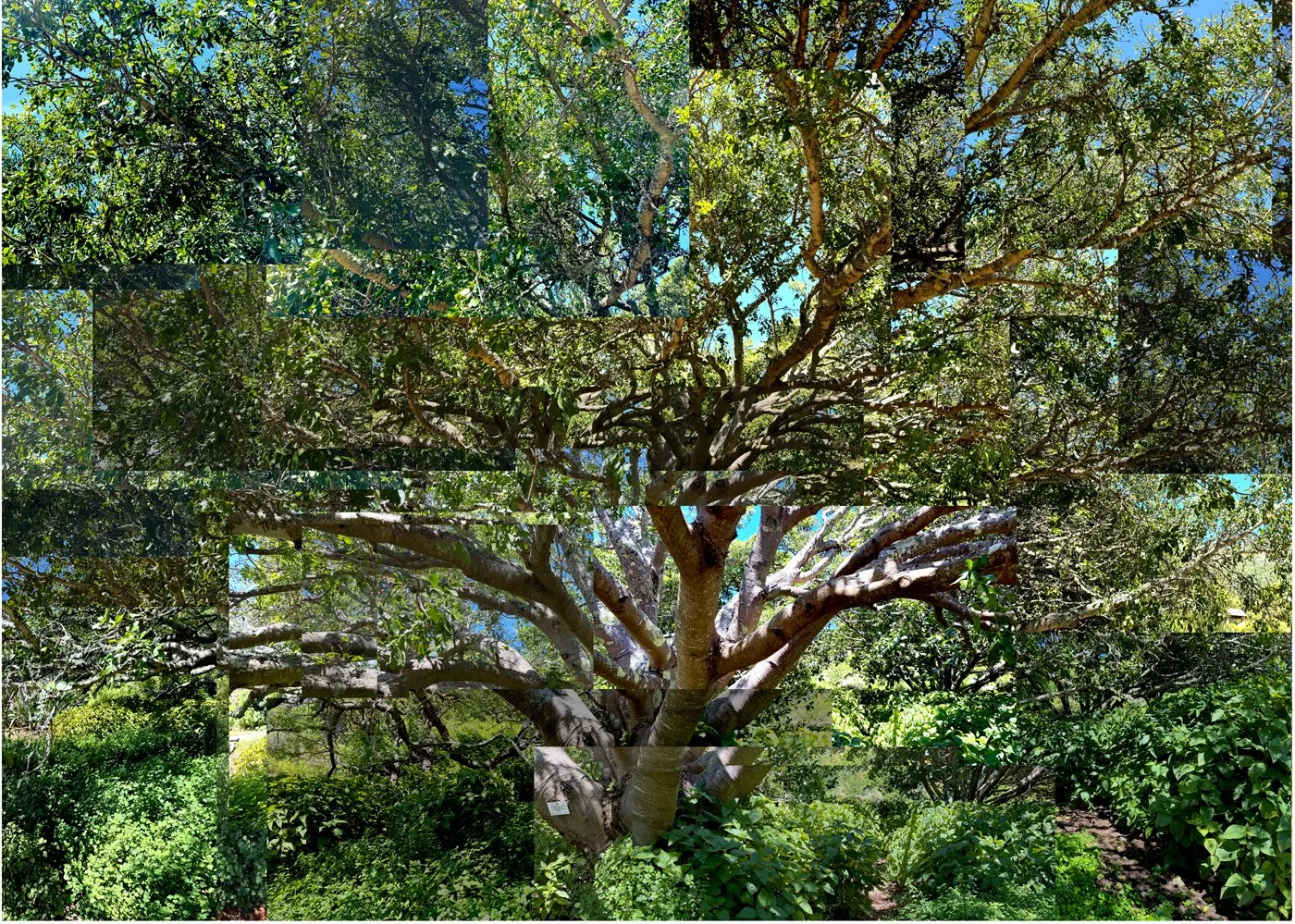 Kirstenbosch,, South Africa 2024  42x60”