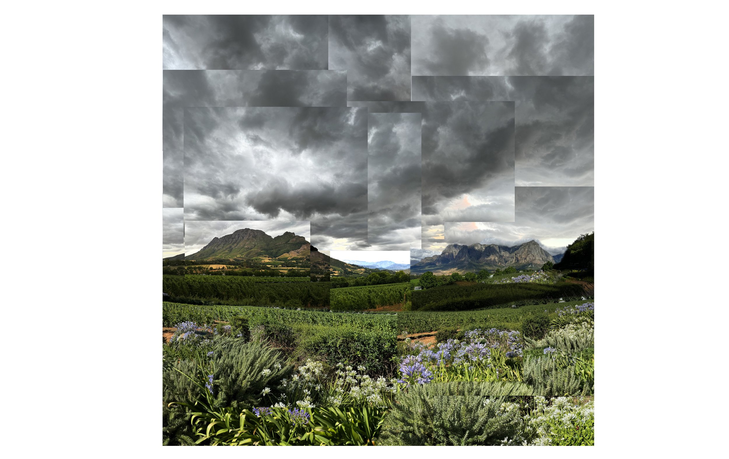 Graff Vineyard, Stellenbosch, South Africa, 2024  60x60”