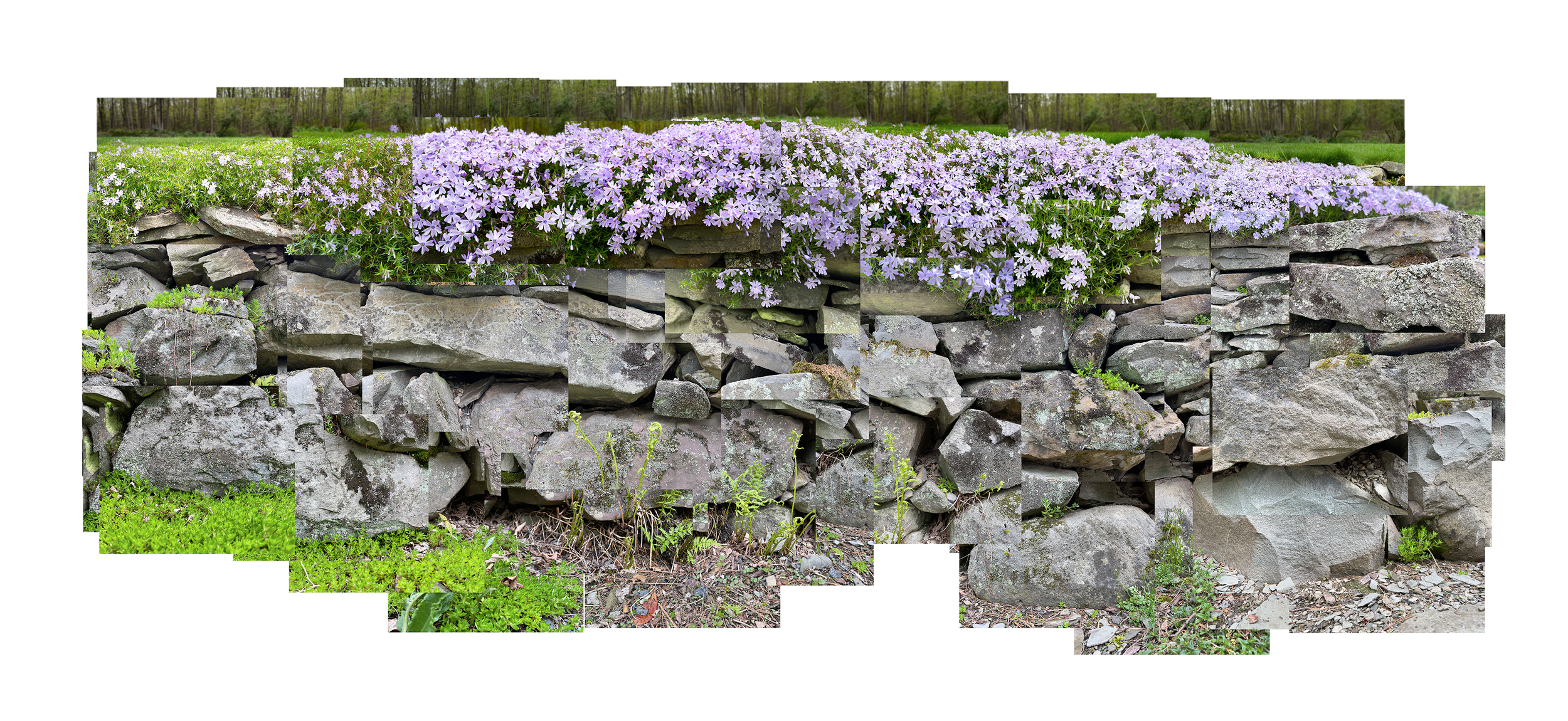 Stone Wall with Phlox, Highland, New York 2019  20x60”