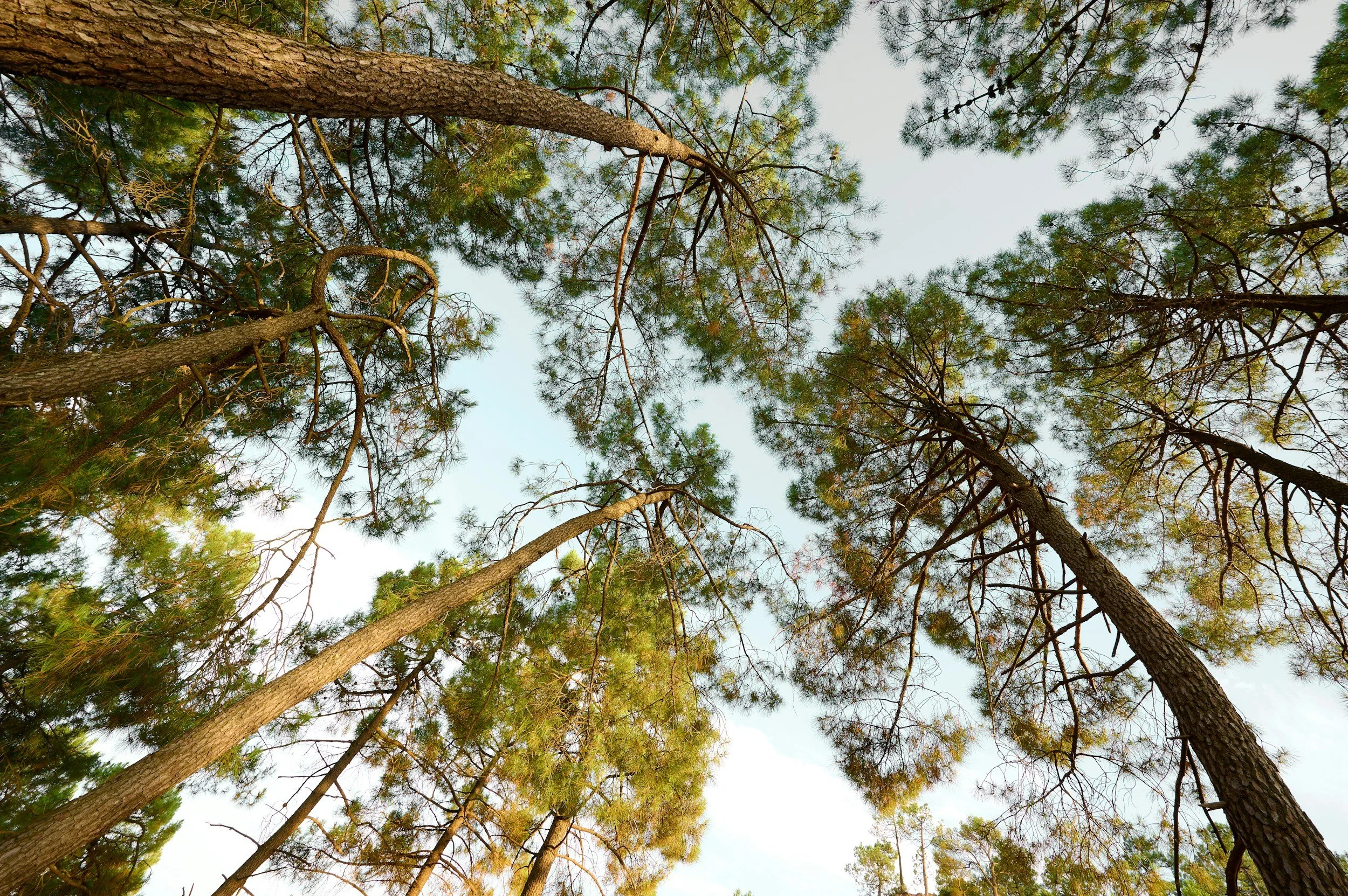 Looking up at tall trees with green leaves in a forest, with a clear sky visible above.