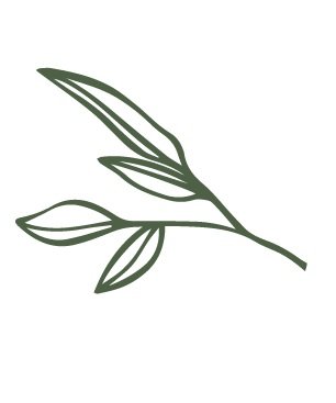 Drawing of a simple branch with elongated leaves.